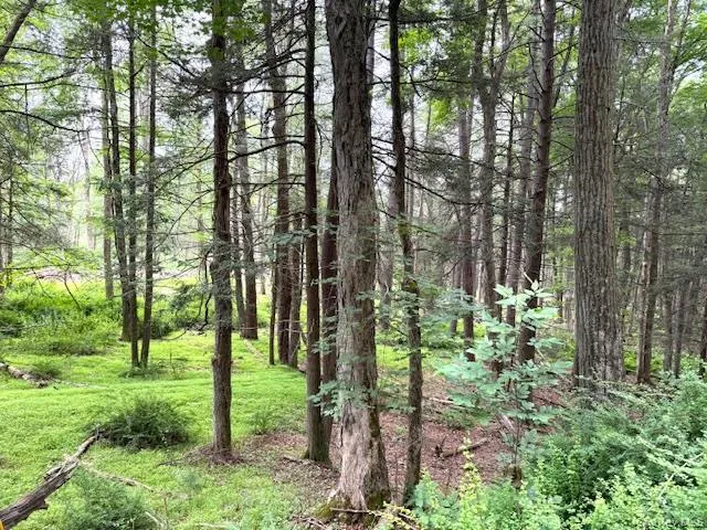 a view of a trees and trees