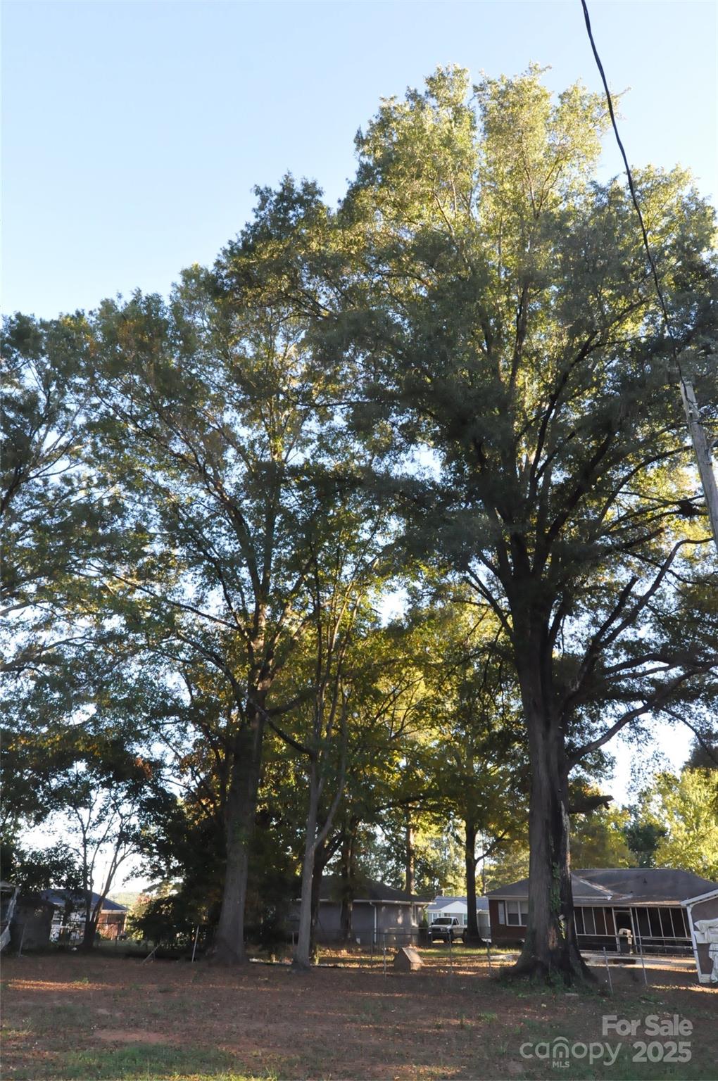109 Hardin Street Chester, SC 29706 - Photo 22 of 25 a picture of tree