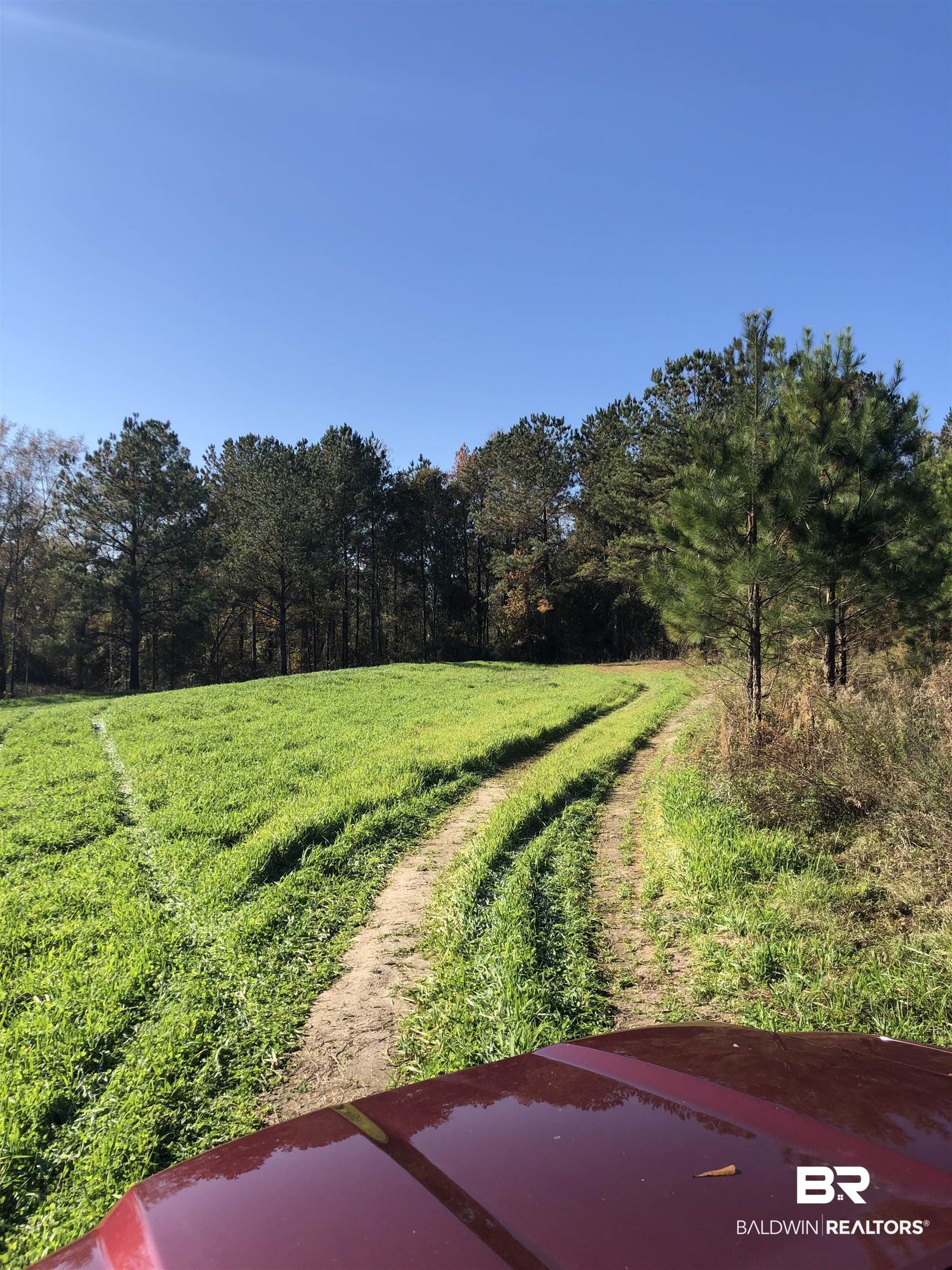 1234 County Road 7 Range, AL 36473 - Photo 3 of 12