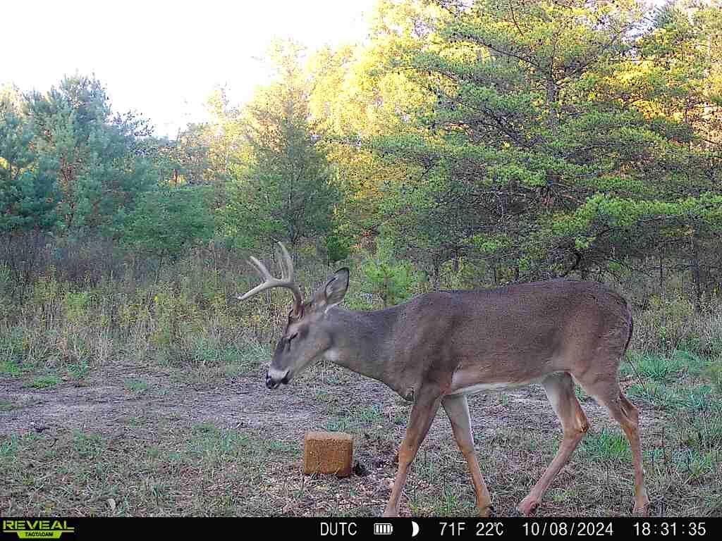 0 Dutch Ridge Road, Unit TRACT 6 AT DUTCH RIDGE) New Straitsville, OH 43766 - Photo 3 of 44 3