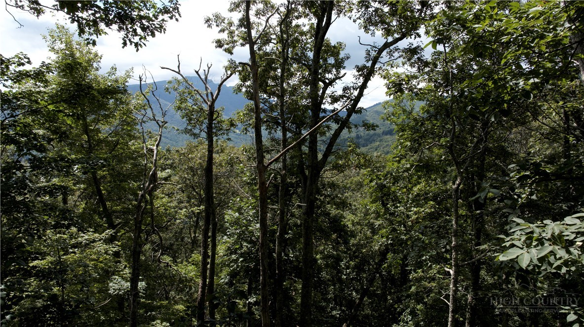Seven Devils Nc 28604 Banner Elk, NC 28604 - Photo 13 of 15 a view of forest