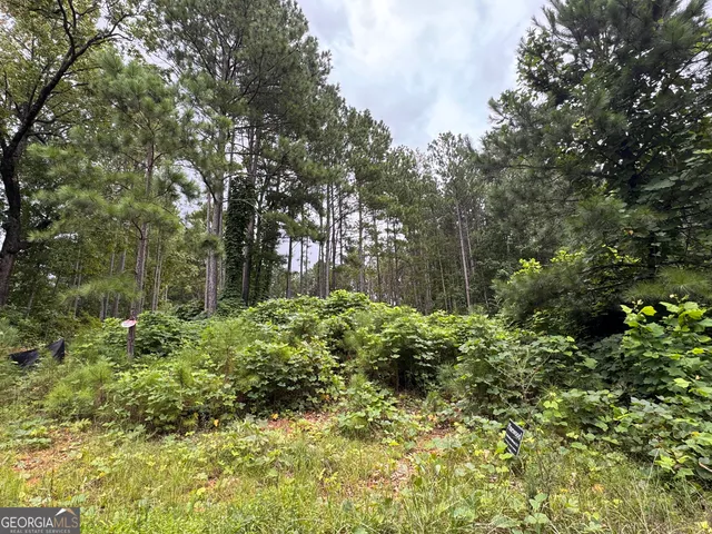 a view of a garden with plants