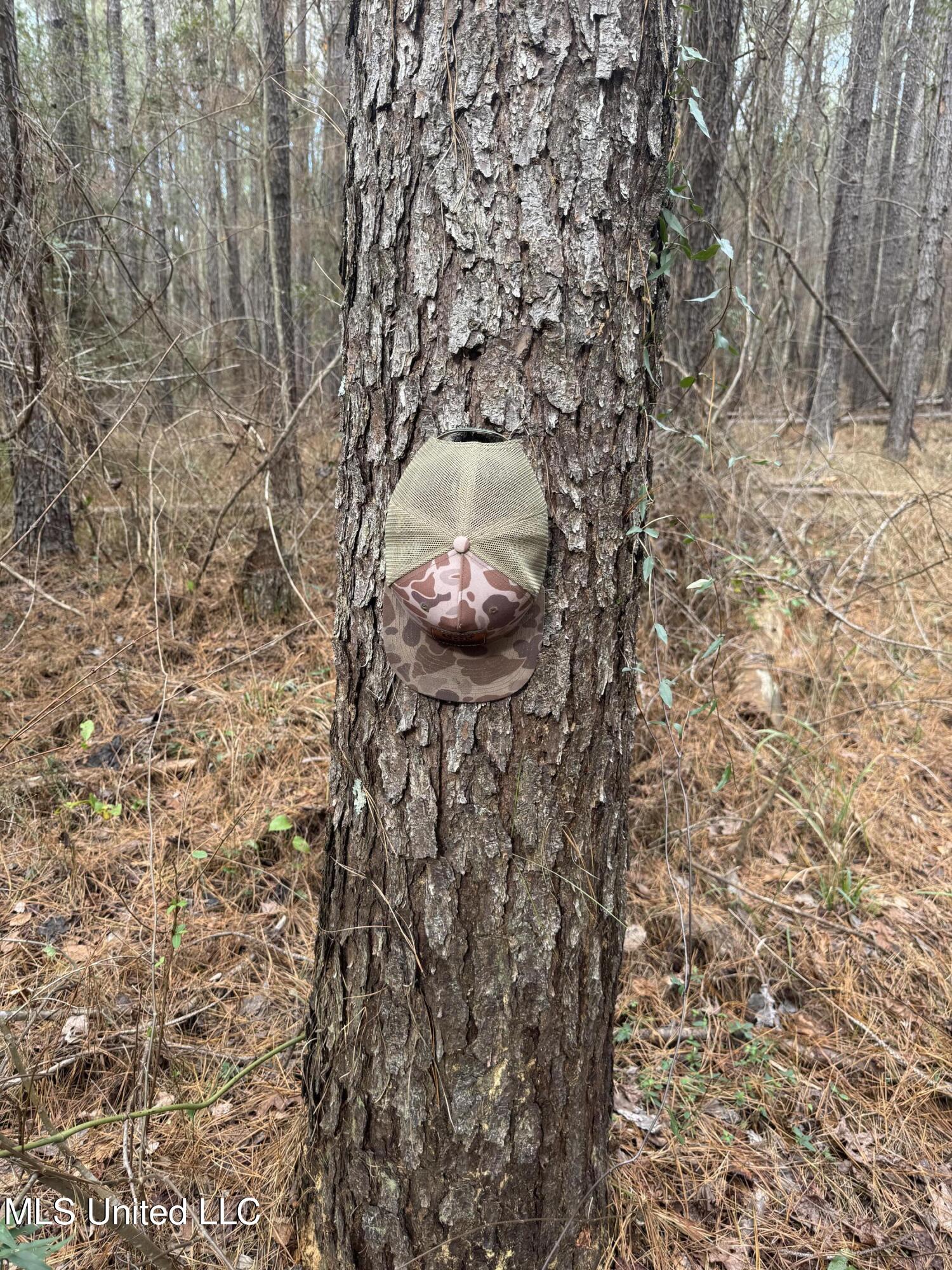 Pea Ridge Road Florence, MS 39073 - Photo 11 of 24 Photo Jan 15 2025, 1 54 55 PM