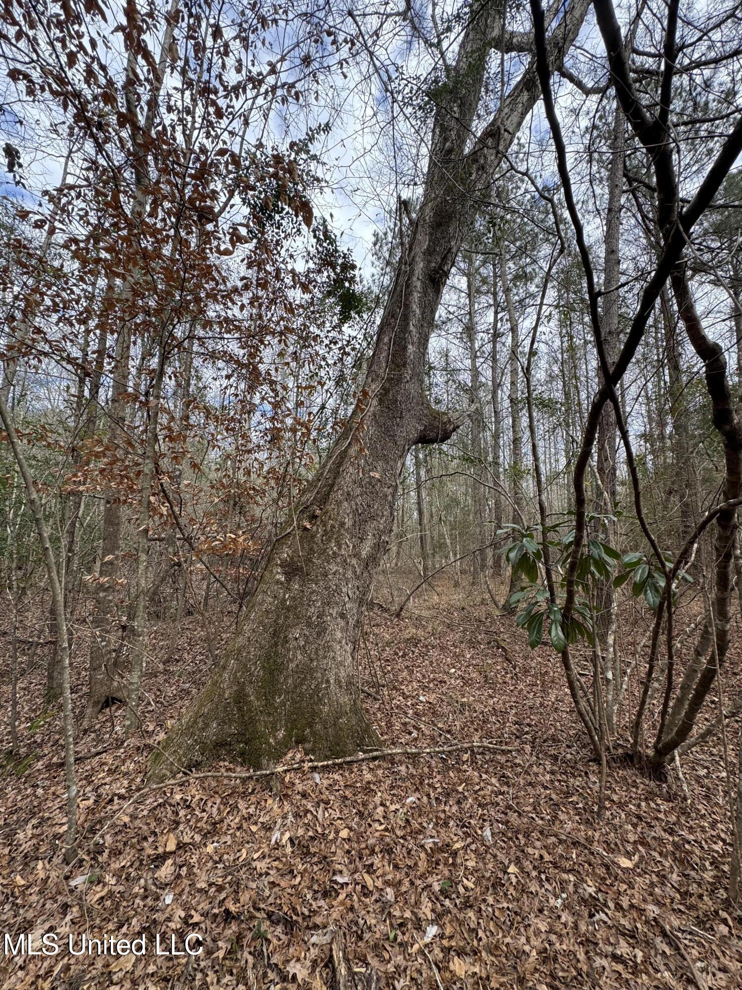 Pea Ridge Road Florence, MS 39073 - Photo 12 of 24 Photo Jan 15 2025, 1 58 39 PM