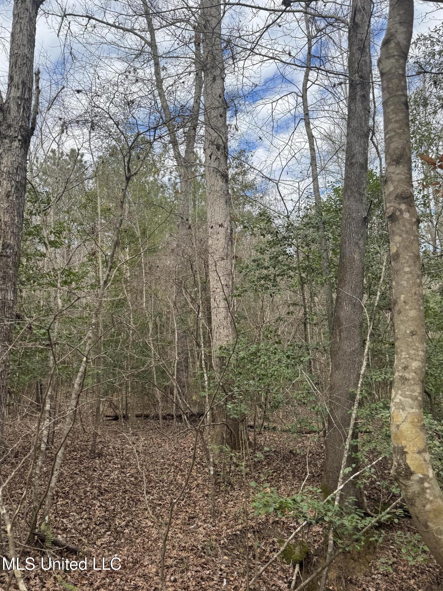 Pea Ridge Road Florence, MS 39073 - Photo 14 of 24 Photo Jan 15 2025, 1 58 52 PM