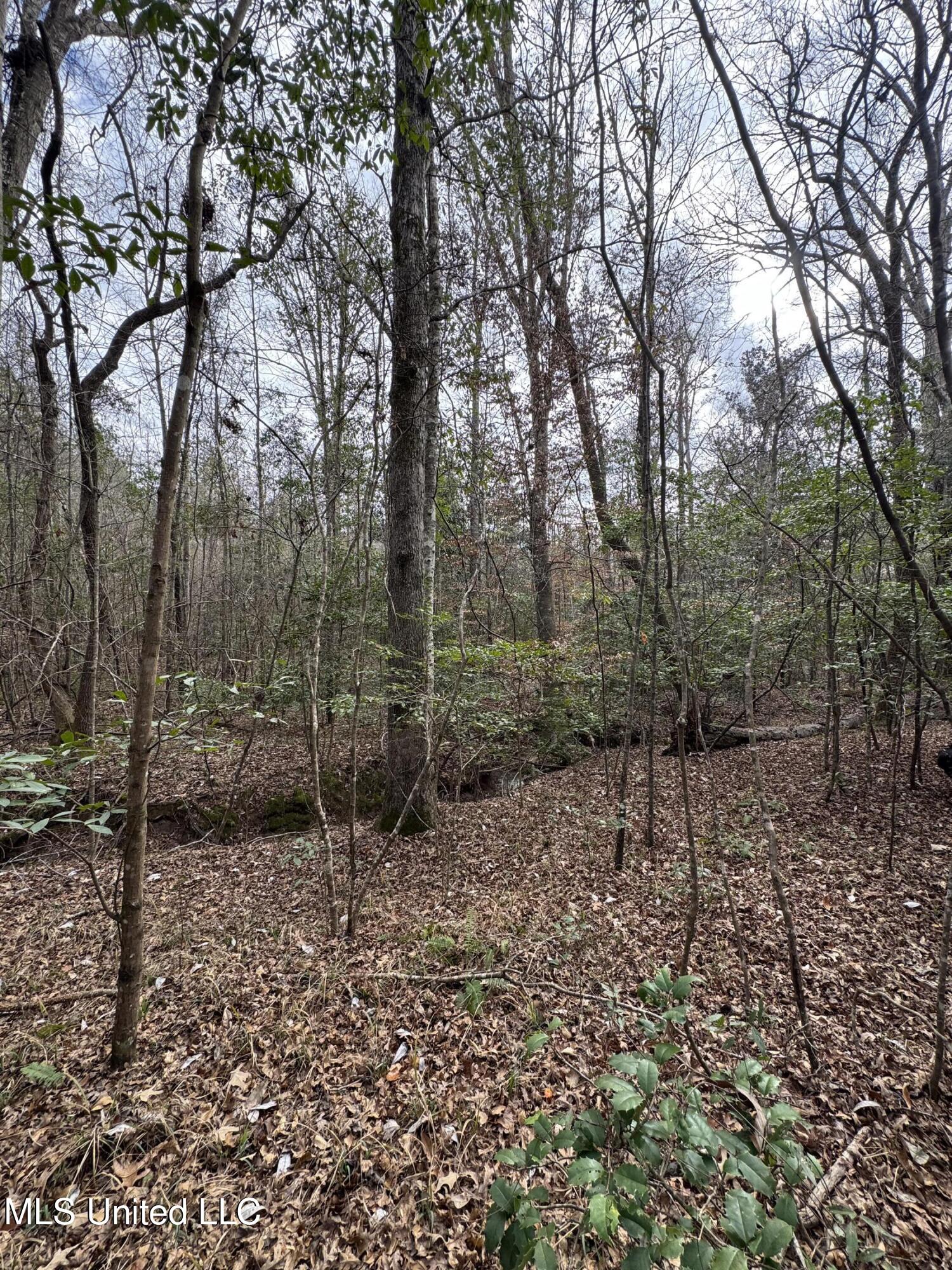 Pea Ridge Road Florence, MS 39073 - Photo 16 of 24 Photo Jan 15 2025, 2 00 27 PM