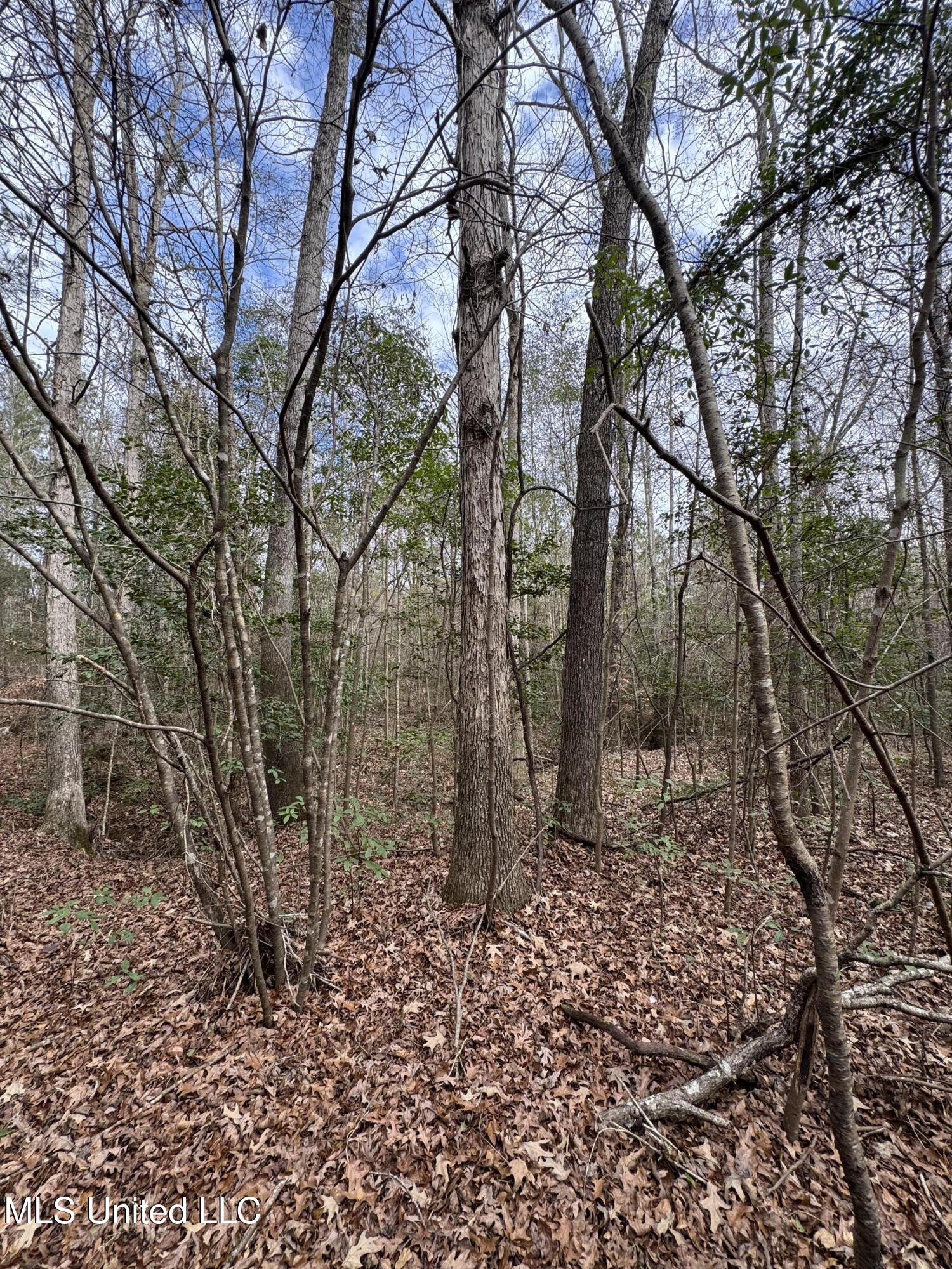 Pea Ridge Road Florence, MS 39073 - Photo 18 of 24 Photo Jan 15 2025, 2 03 42 PM