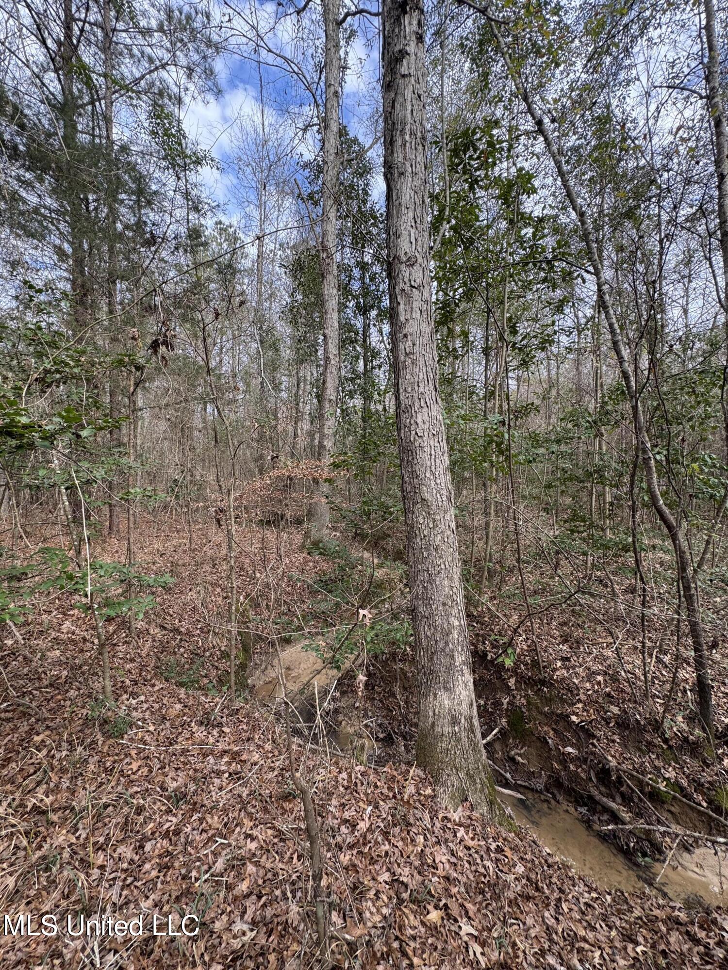 Pea Ridge Road Florence, MS 39073 - Photo 19 of 24 Photo Jan 15 2025, 2 03 52 PM