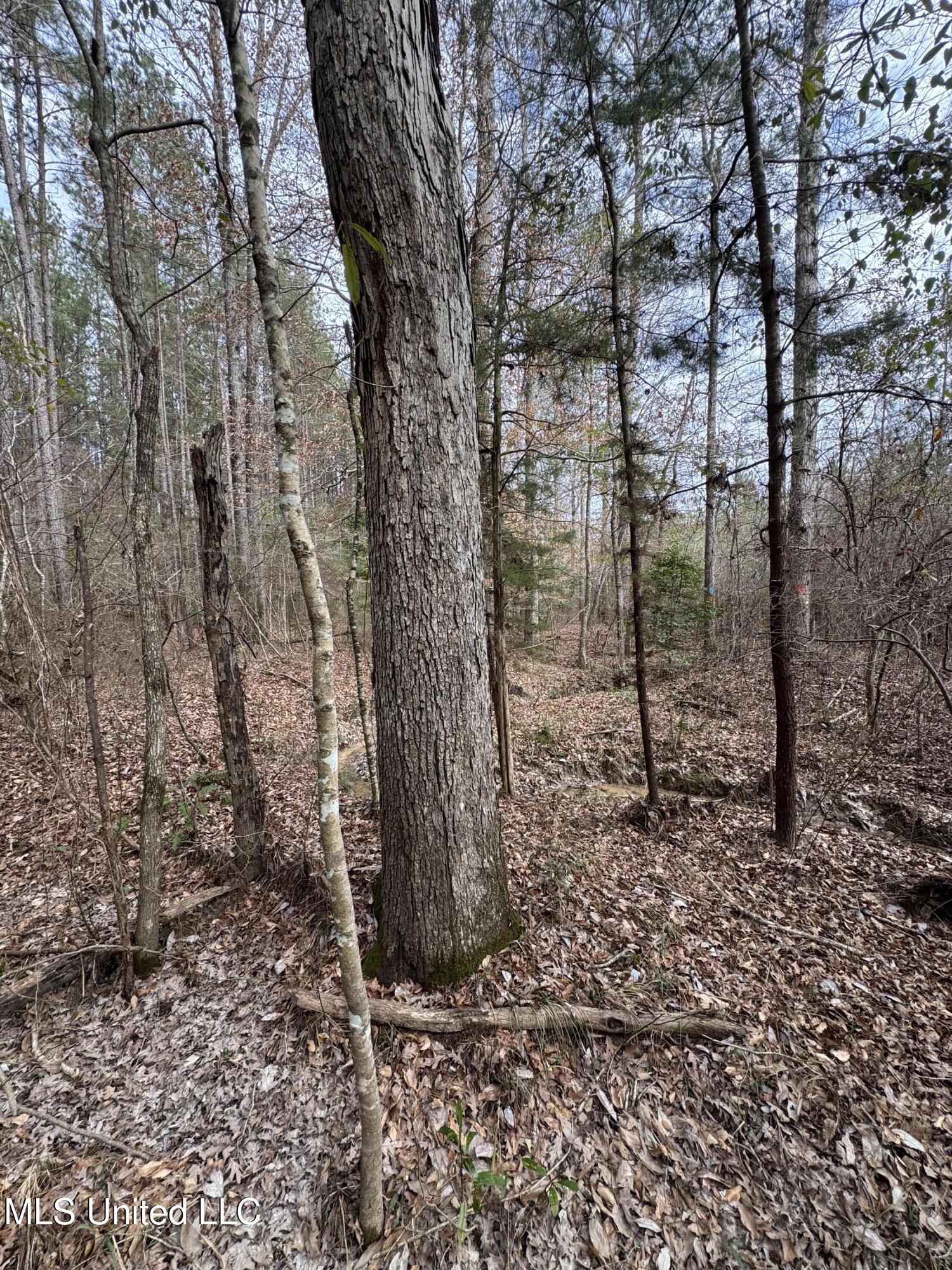 Pea Ridge Road Florence, MS 39073 - Photo 20 of 24 Photo Jan 15 2025, 2 07 57 PM