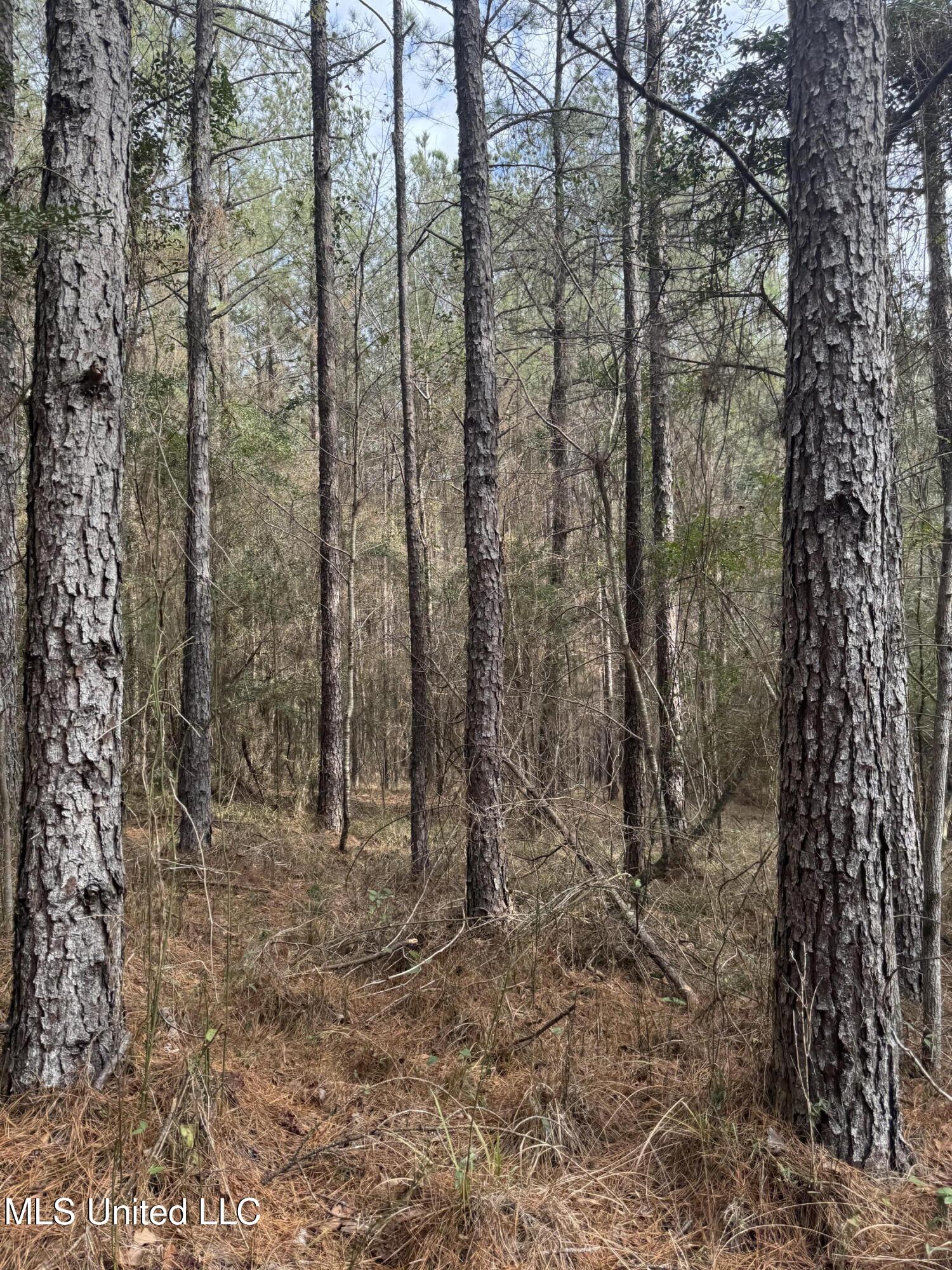 Pea Ridge Road Florence, MS 39073 - Photo 23 of 24 Photo Jan 15 2025, 2 11 19 PM