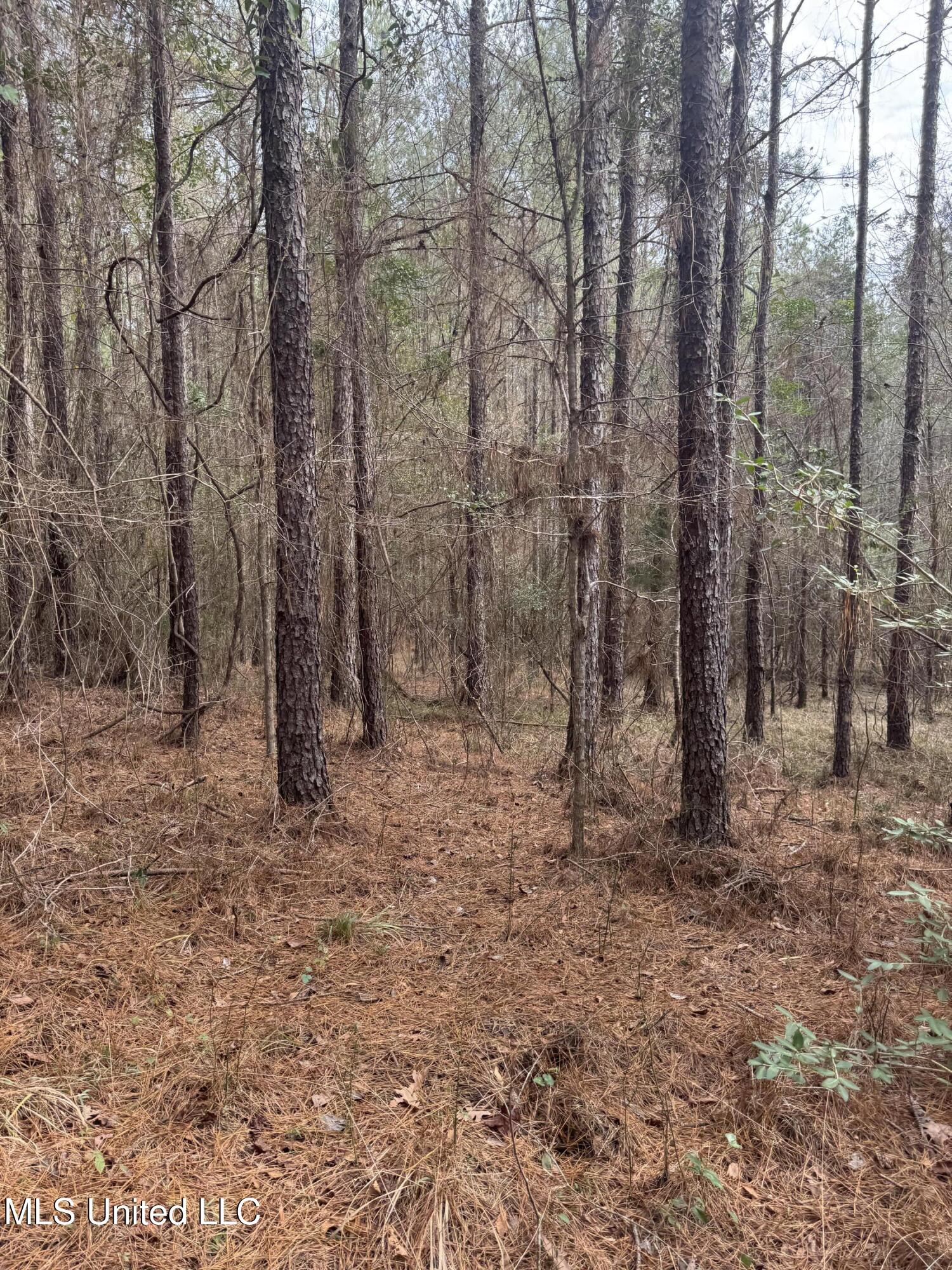 Pea Ridge Road Florence, MS 39073 - Photo 24 of 24 Photo Jan 15 2025, 2 11 26 PM