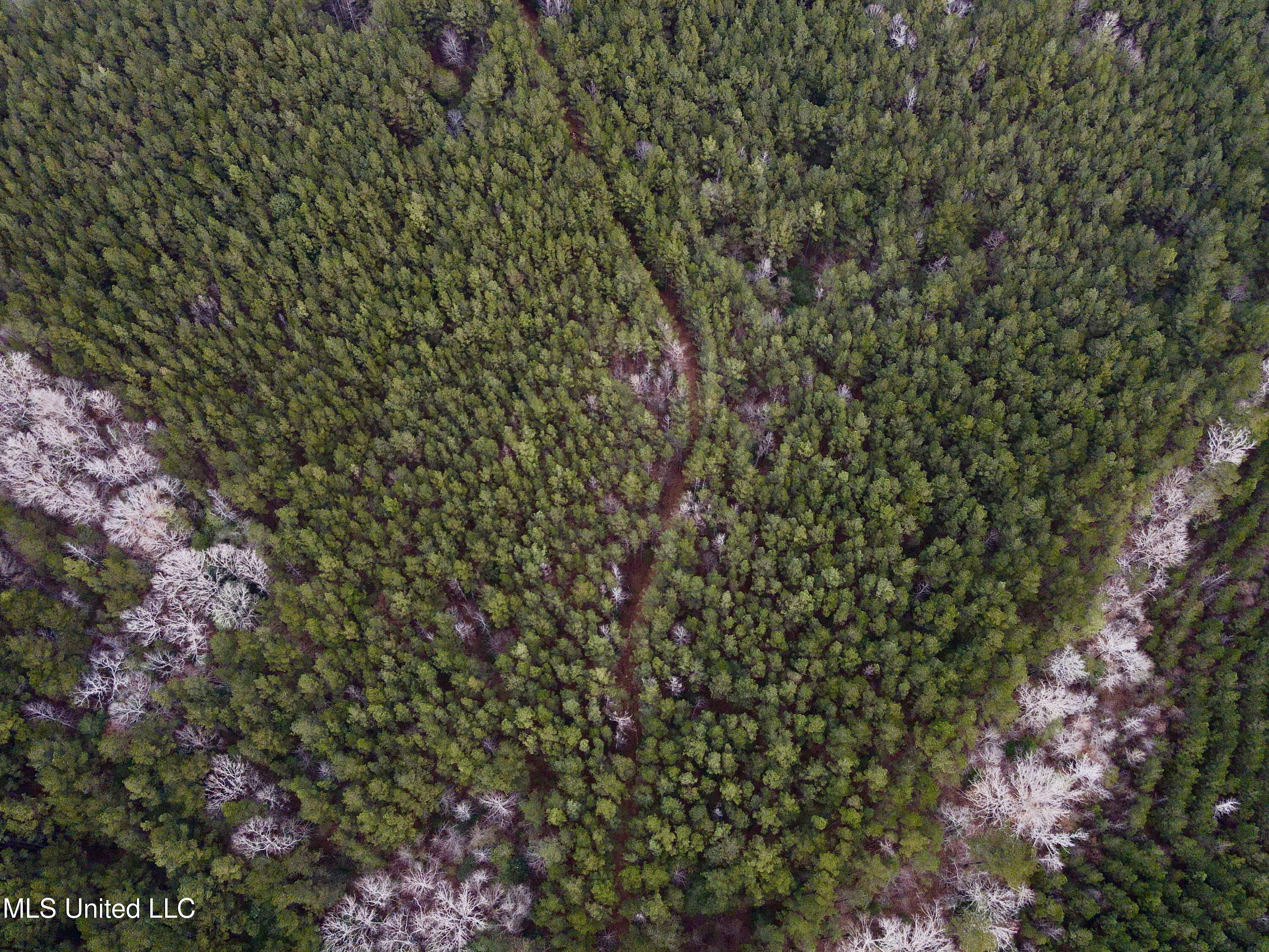 Pea Ridge Road Florence, MS 39073 - Photo 4 of 24 Photo Jan 15 2025, 1 41 35 PM