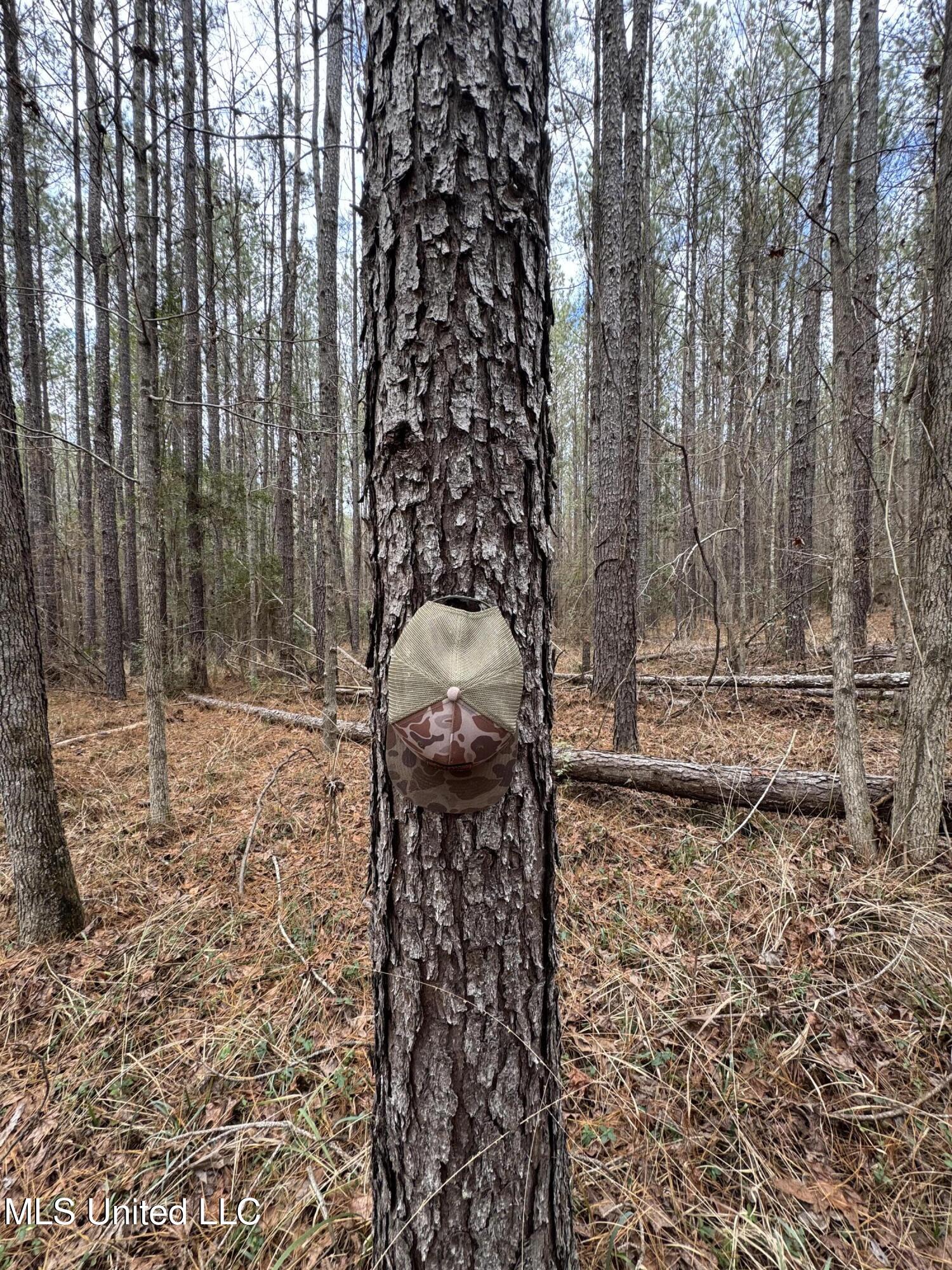 Pea Ridge Road Florence, MS 39073 - Photo 10 of 24 Photo Jan 15 2025, 1 54 20 PM