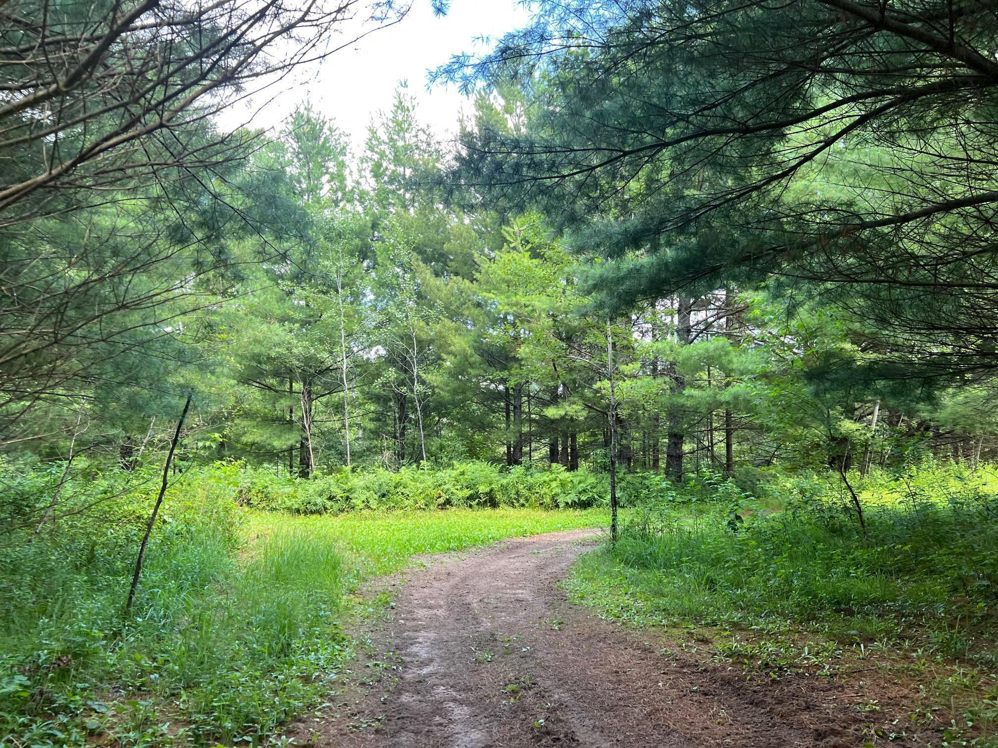 Xxxxx Lily Lake Inn Road Webster, WI 54893 - Photo 2 of 15