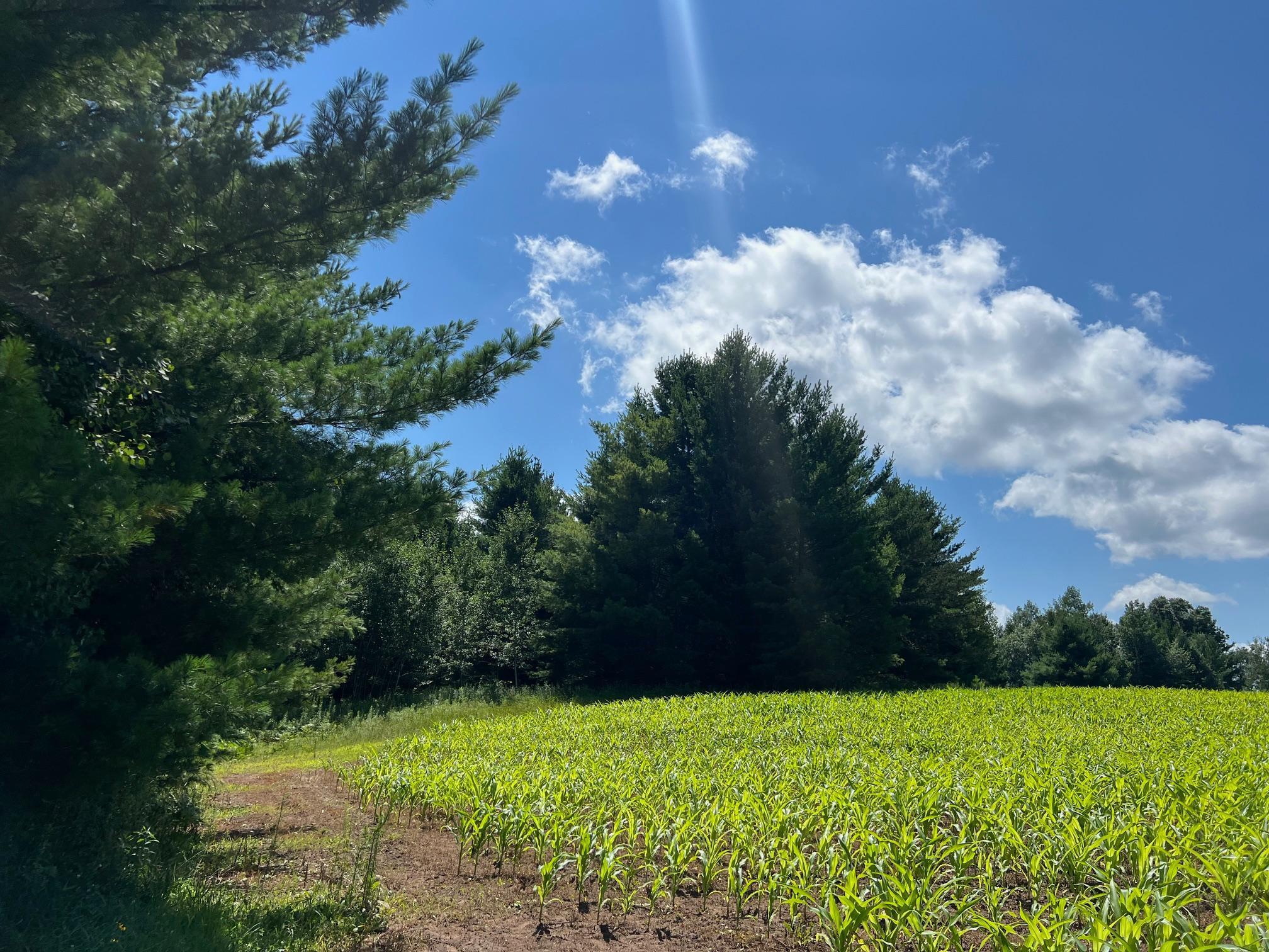 Xxxxx Lily Lake Inn Road Webster, WI 54893 - Photo 3 of 15