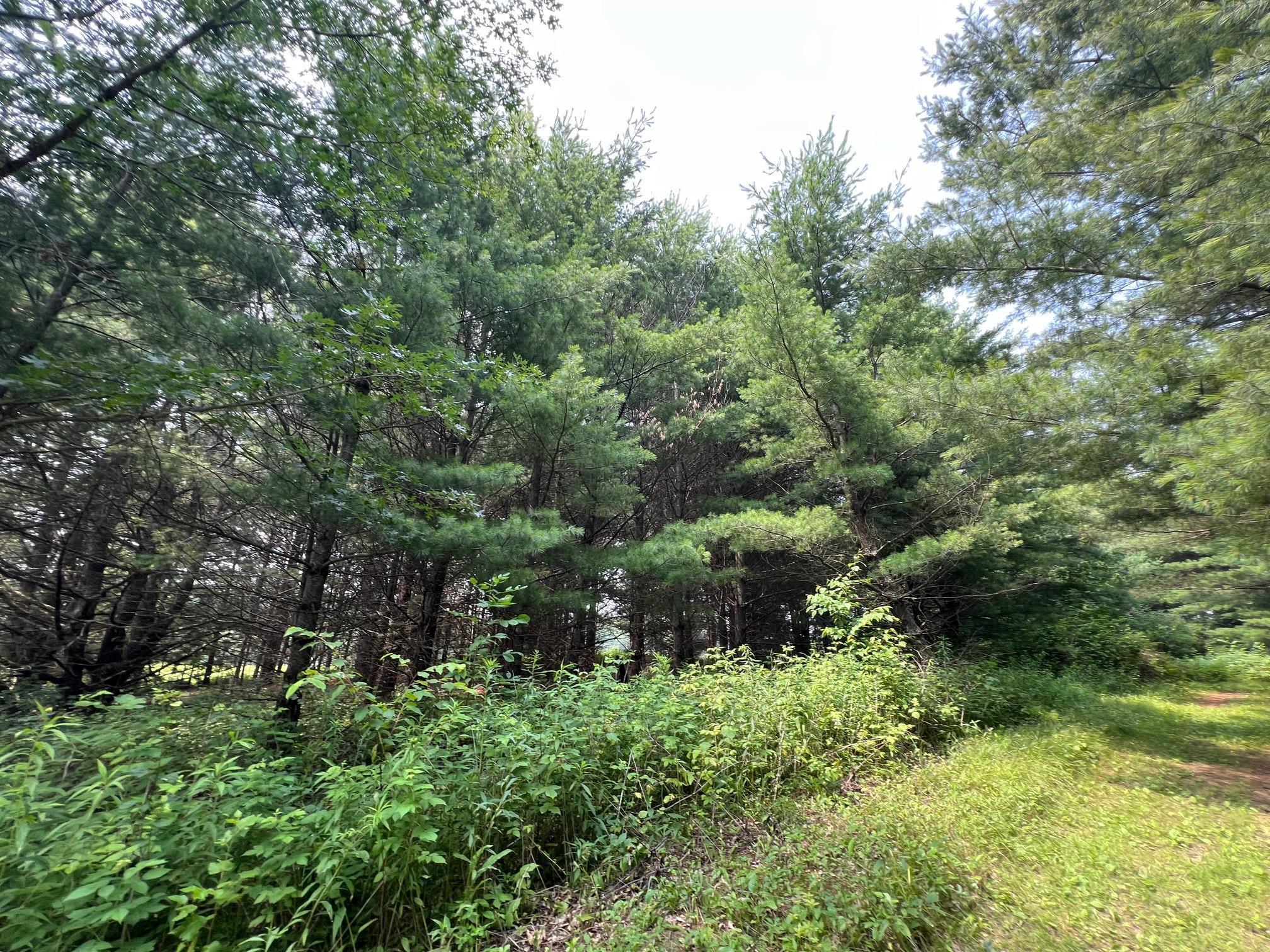 Xxxxx Lily Lake Inn Road Webster, WI 54893 - Photo 6 of 15