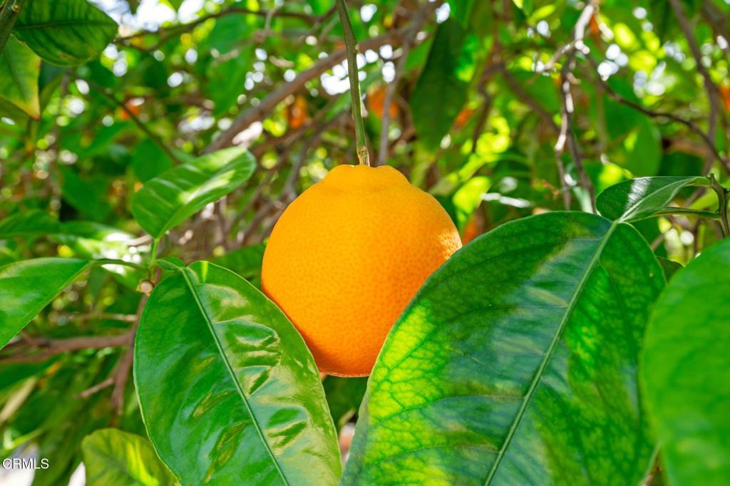 1000 Foothill Drive Fillmore, CA 93015 - Photo 60 of 63