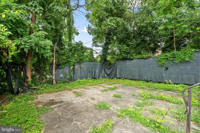 a view of a yard with plants and a large tree