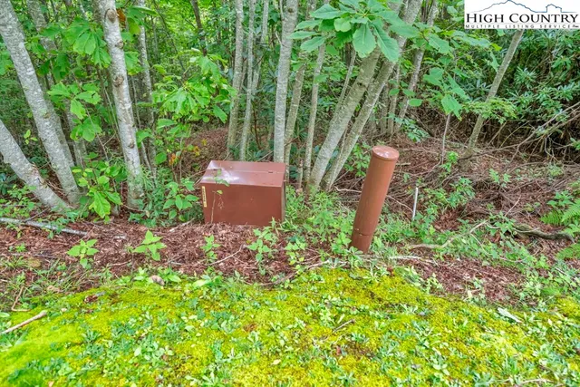 a view of a garden with plants