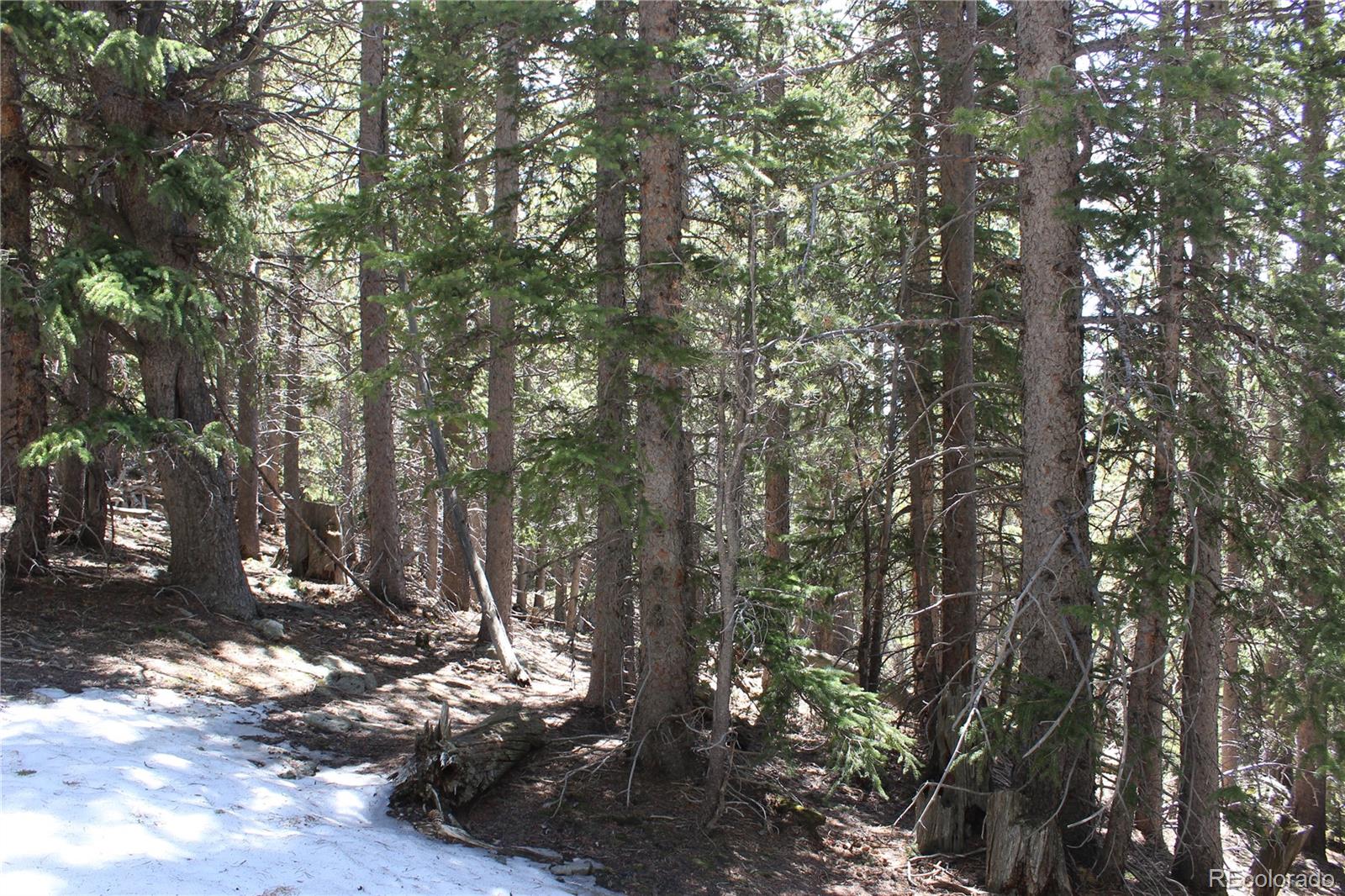 0 Miners Mesa Road Black Hawk, CO 80422 - Photo 5 of 11 a view of a tree in the middle of a yard