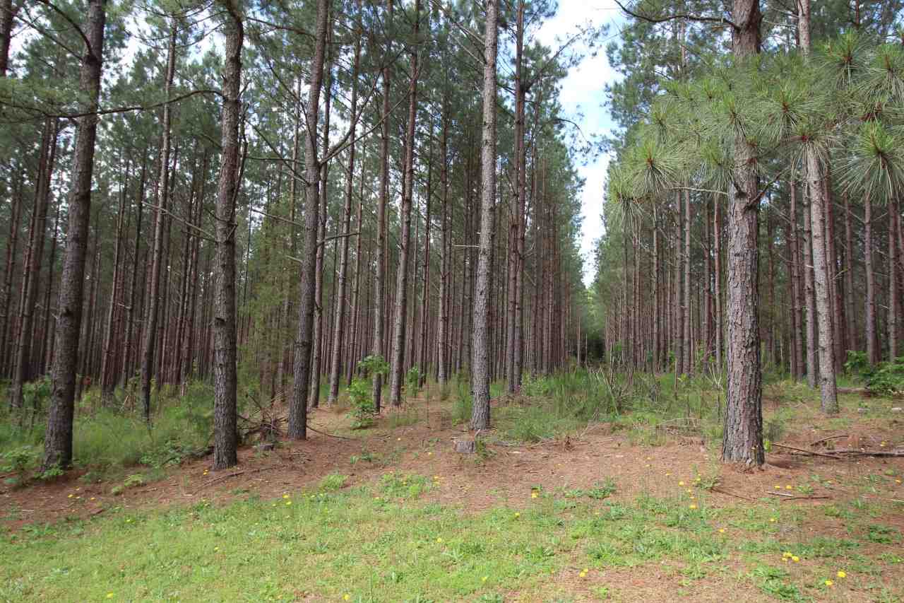 0 Babe Wood Road Greer, SC 29650 - Photo 1 of 7 Gallery Image 1