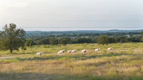 $22,022,000 | 8577 Ranch Road 2766, Johnson City, TX 78636