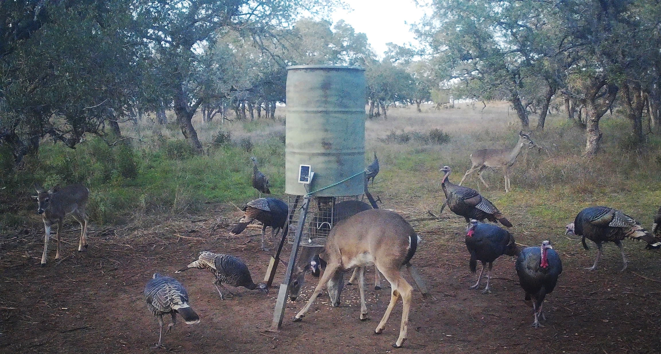 8577 Ranch Road 2766 Johnson City, TX 78636 - Photo 37 of 40