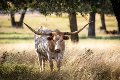 $22,022,000 | 8577 Ranch Road 2766, Johnson City, TX 78636