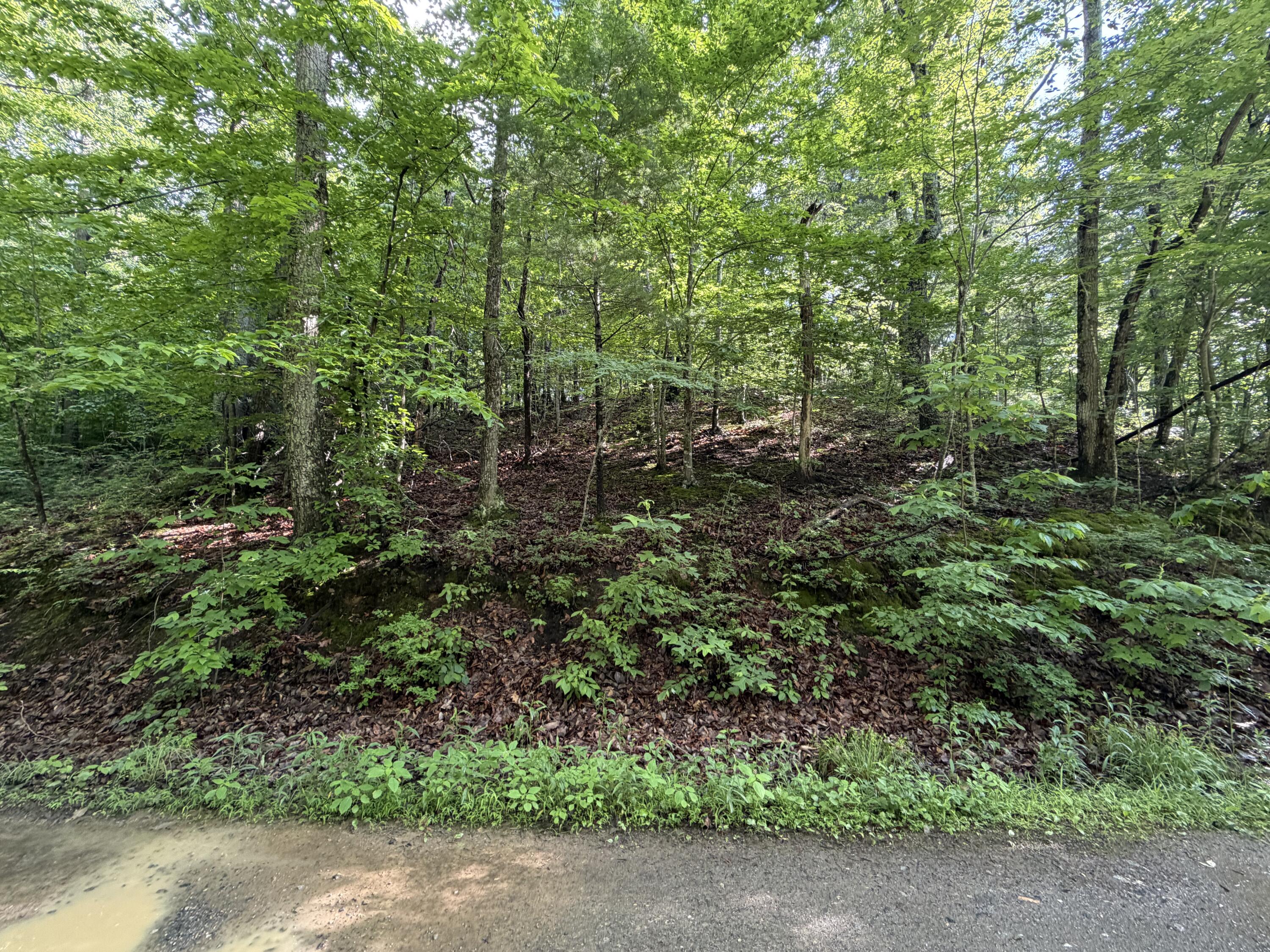 0 Lake Road Troutville, VA 24175 - Photo 11 of 18 a view of a forest with trees in the background