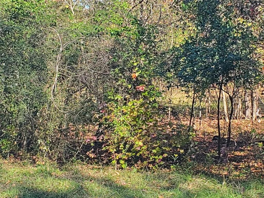 34 Ash Street Haddock, GA 31033 - Photo 16 of 24 a view of a yard with a tree