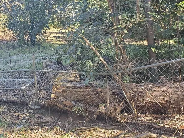 a view of a yard with plants and large trees