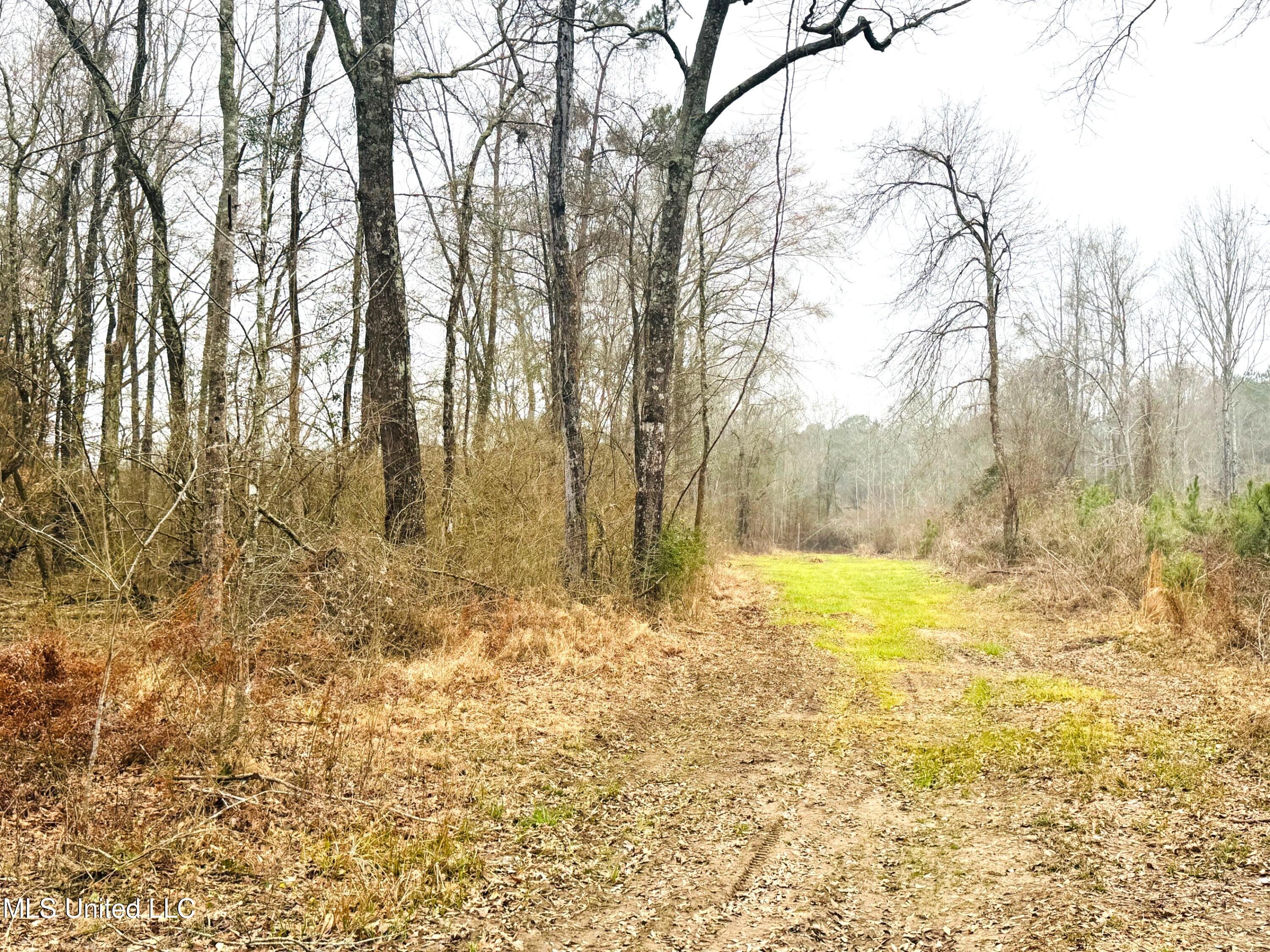 0 Sidney Ellzey Road Tylertown, MS 39667 - Photo 4 of 11 Ellzey - Food plot facing south