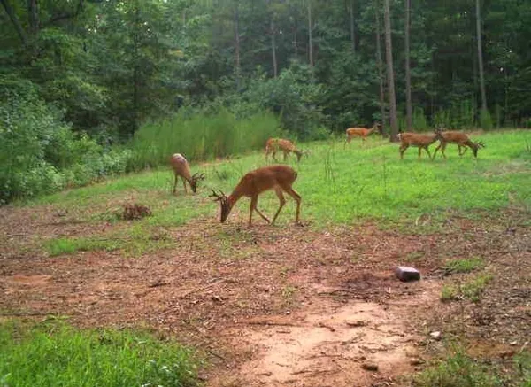 $1,330,000 | 0 Smith McGee Road, Iva, SC 29655