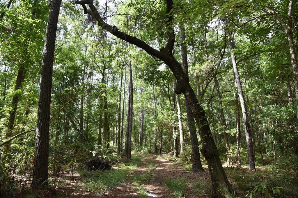 375 Buck Springs Road Palatka, FL 32177 - Photo 8 of 78 Gallery Image 8