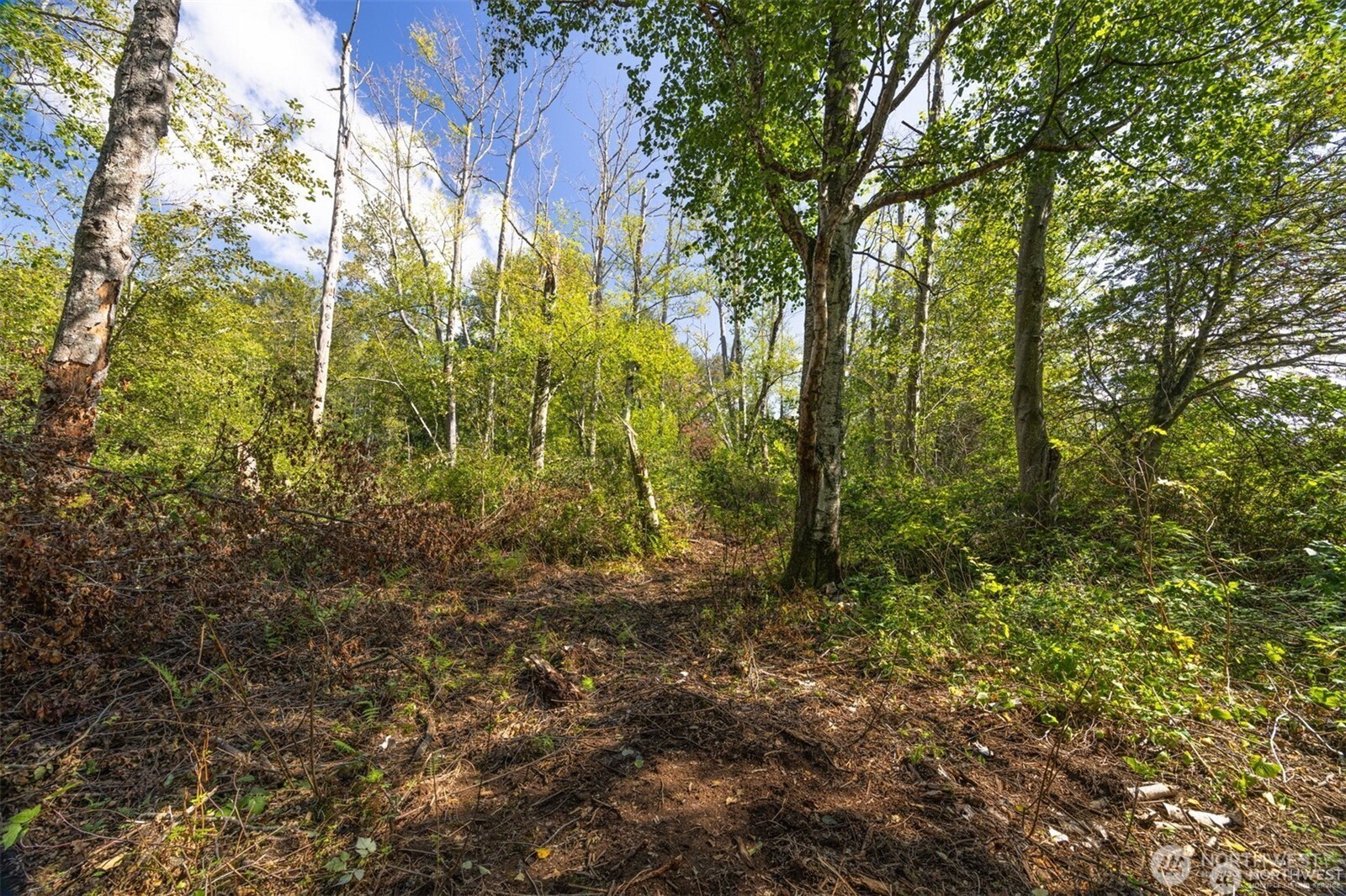 -xxx Brown Road Ferndale, WA 98248 - Photo 9 of 20 a view of forest