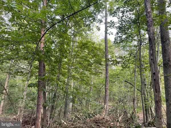 a view of forest