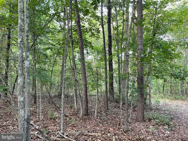 a view of forest
