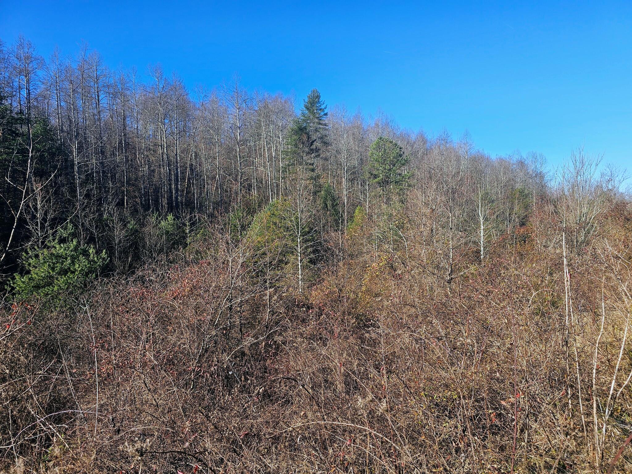 9999 Old State Road Wellington, KY 40387 - Photo 5 of 14 Frenchburg 02