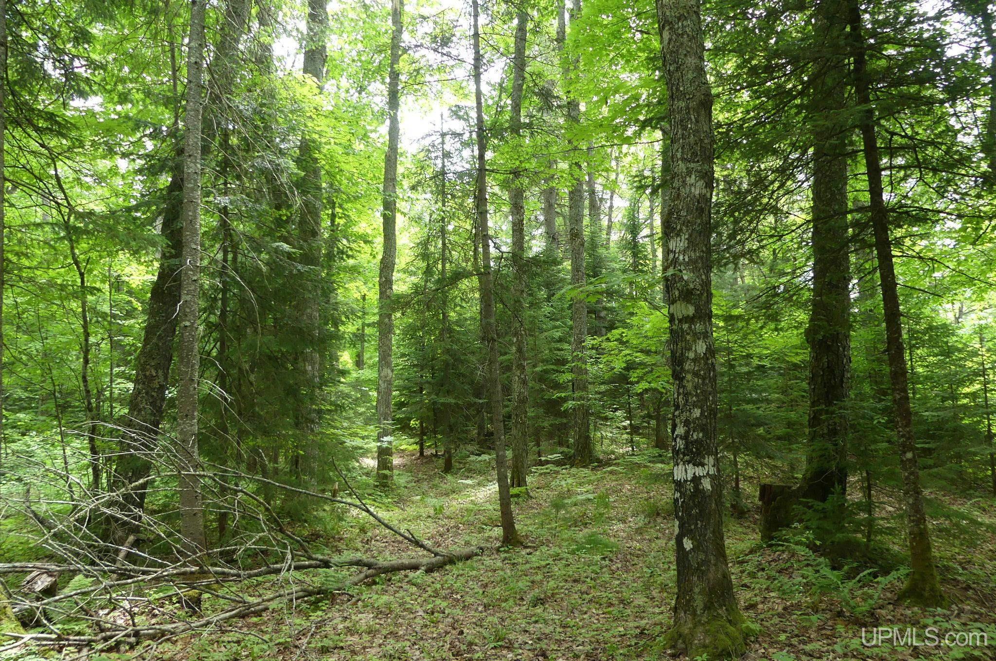 47 East 3rd Road Seney, MI 49883 - Photo 25 of 30 Gallery Image 25