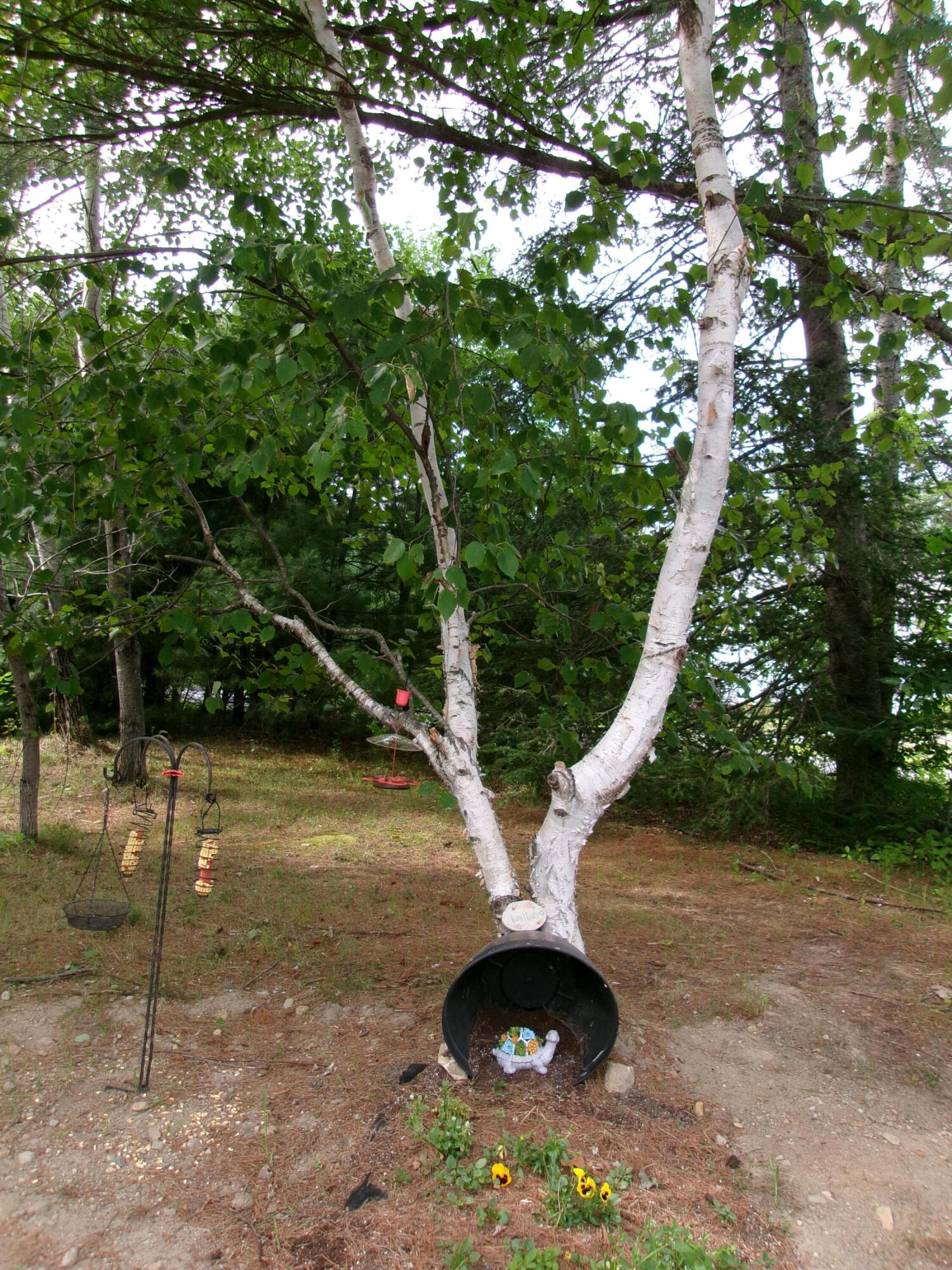 975 Sawyer Road Greene, ME 04236 - Photo 29 of 33 Pretty Birch tree