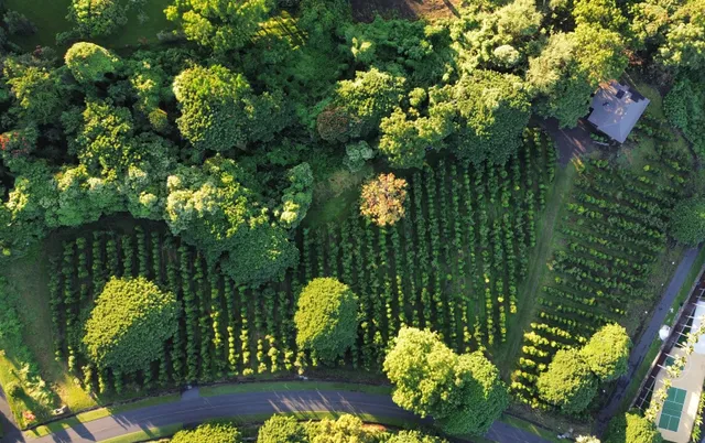 a green field with lots of trees