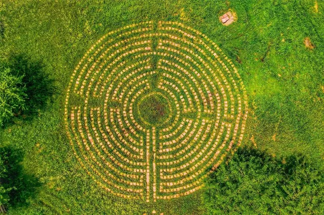 a lush green forest with lots of trees