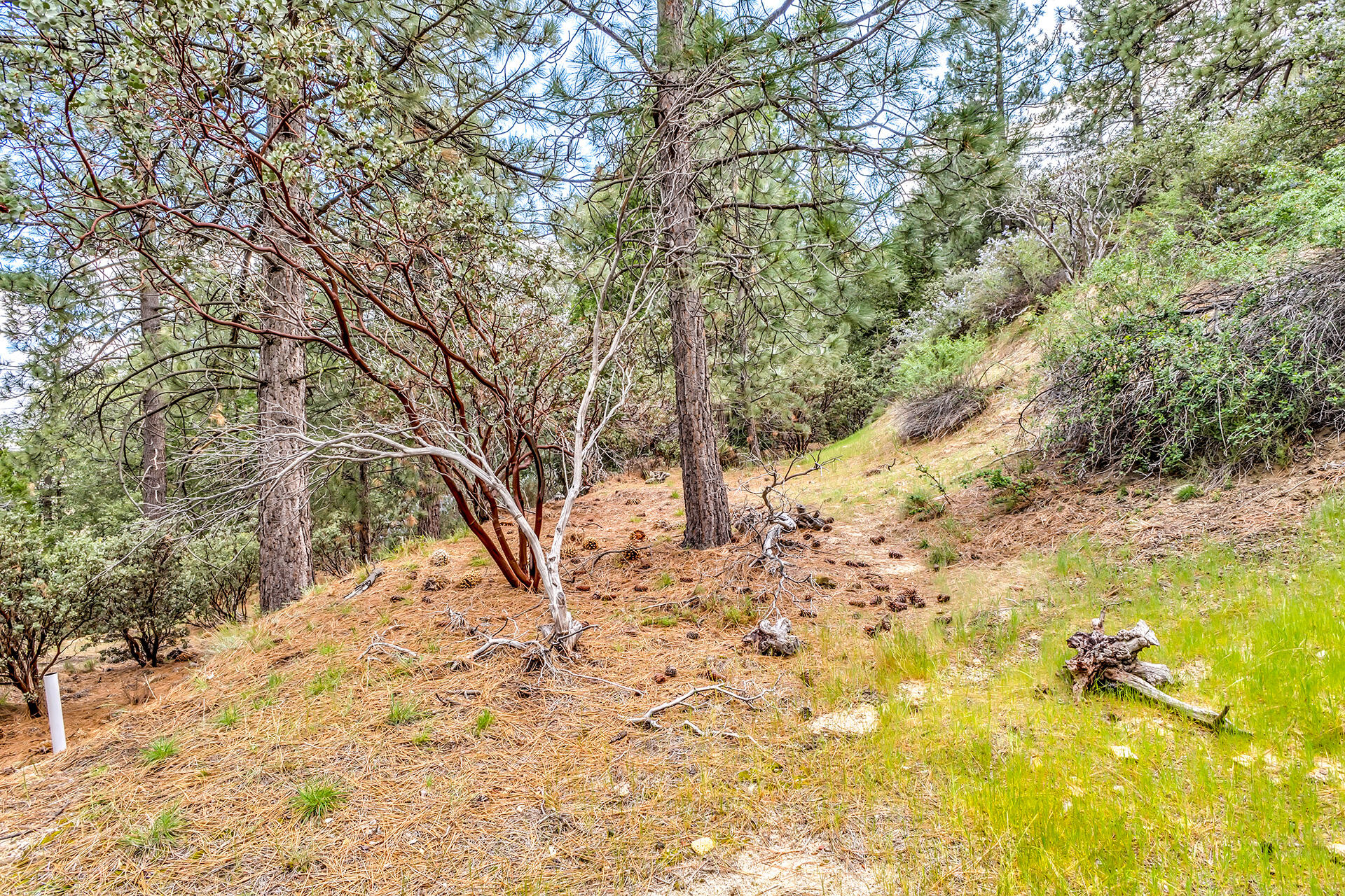 0 Lakeview Drive Idyllwild, CA 92549 - Photo 11 of 26 IMG_7230