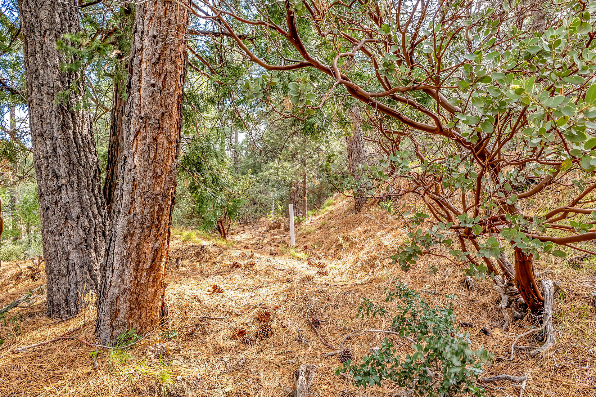 0 Lakeview Drive Idyllwild, CA 92549 - Photo 13 of 26 IMG_7225