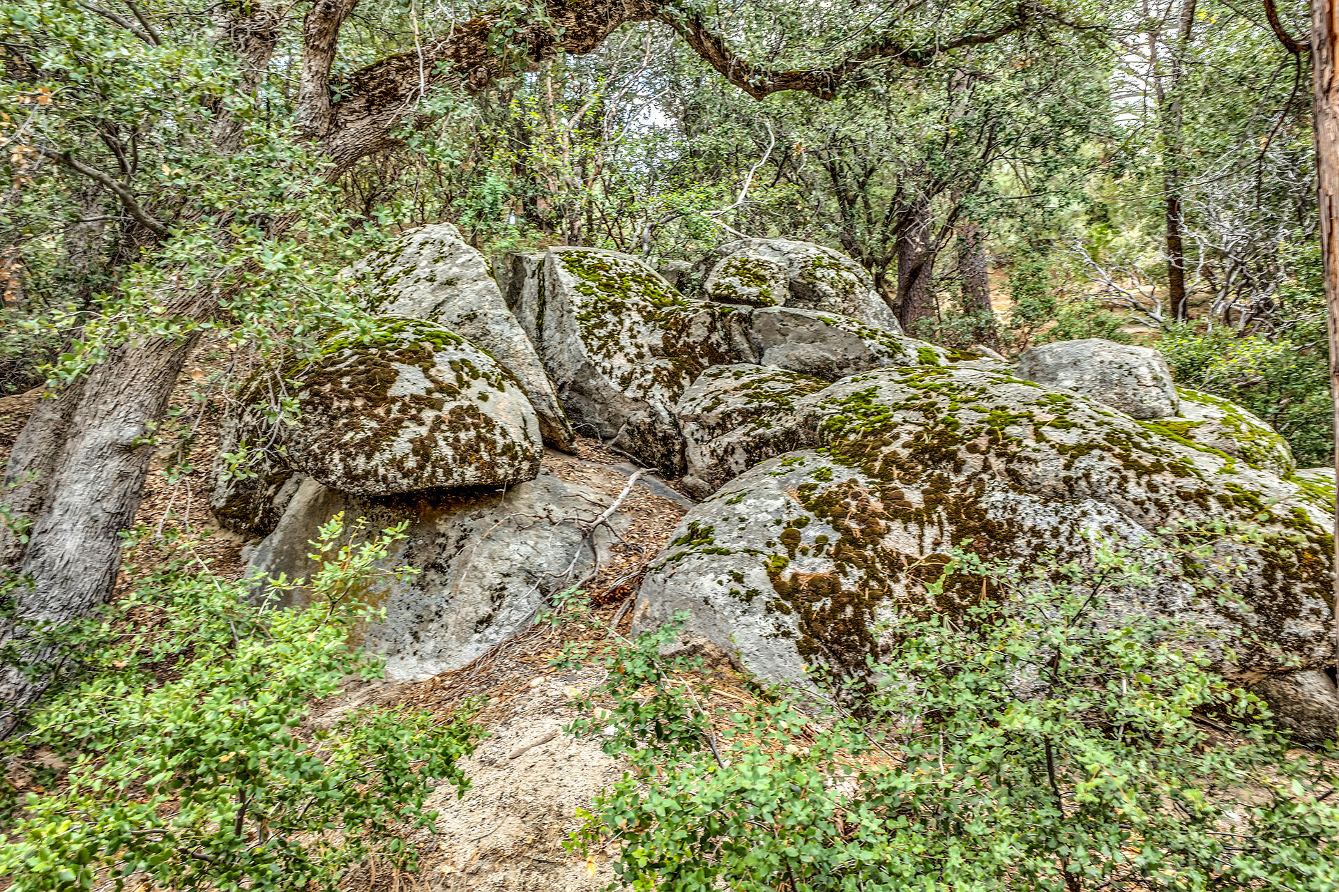 0 Lakeview Drive Idyllwild, CA 92549 - Photo 14 of 26 IMG_7255