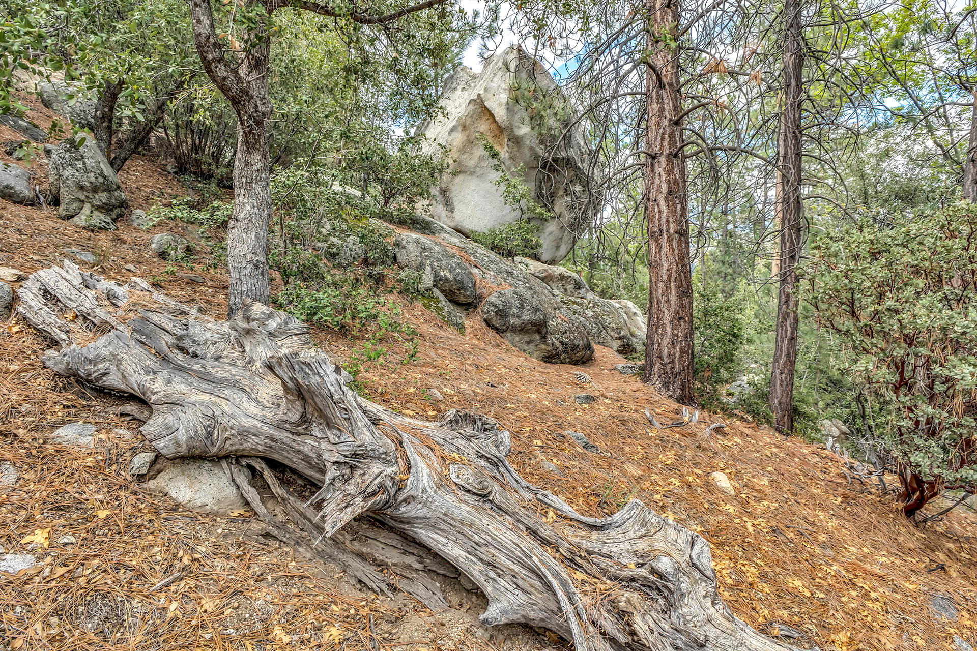 0 Lakeview Drive Idyllwild, CA 92549 - Photo 20 of 26 IMG_7195