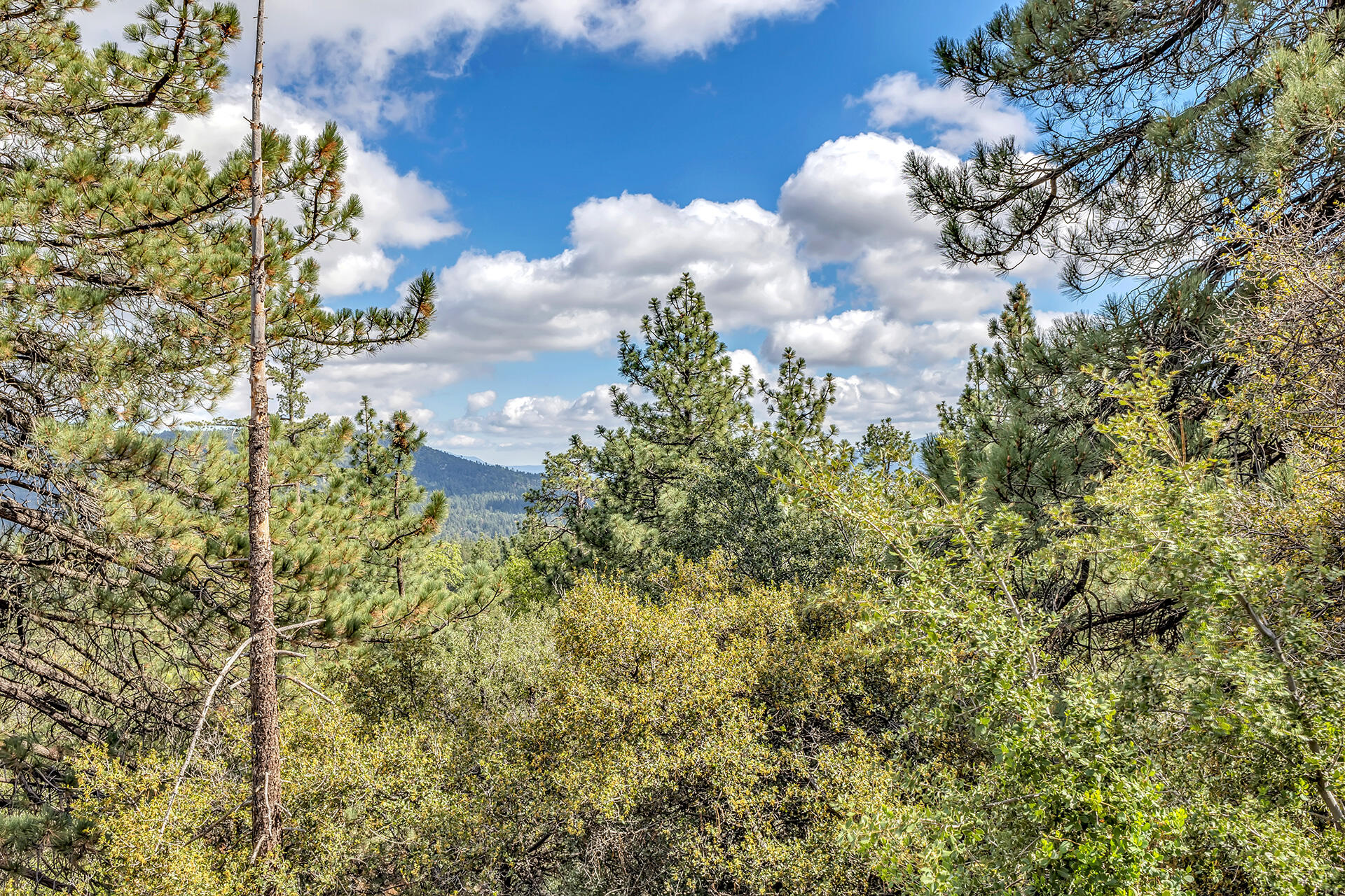 0 Lakeview Drive Idyllwild, CA 92549 - Photo 21 of 26 IMG_7155
