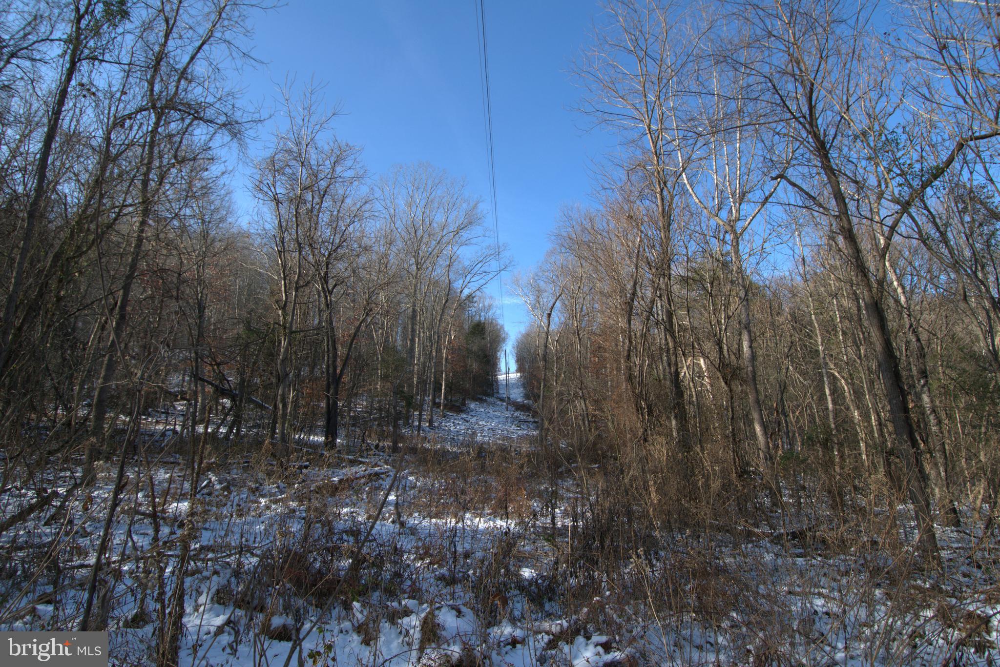 0 Bennetts Run Road Buena Vista, VA 24416 - Photo 10 of 13 a view of a forest that has large trees