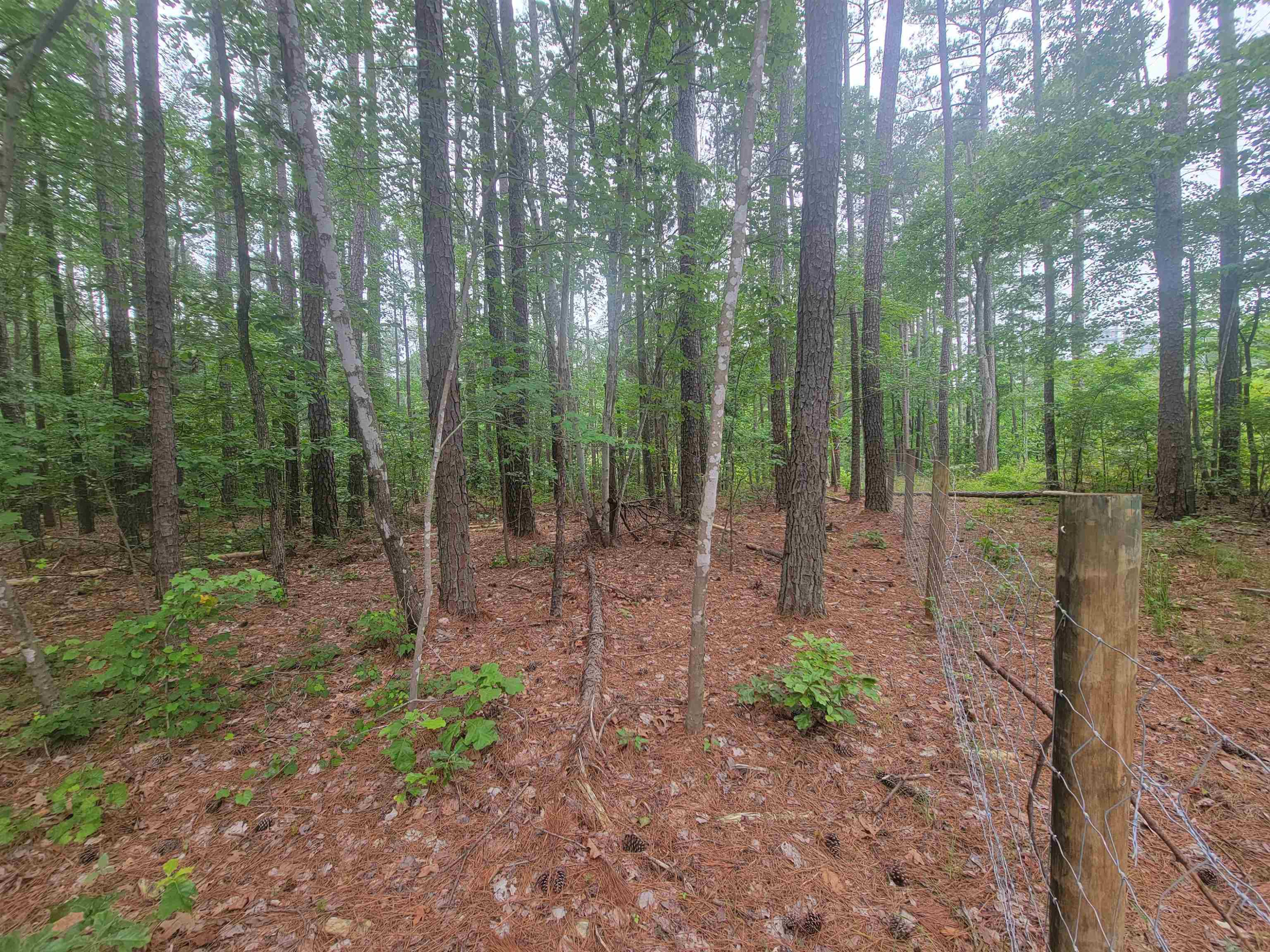 3217 Rowena Avenue Durham, NC 27703 - Photo 11 of 30 a view of a forest that has large trees