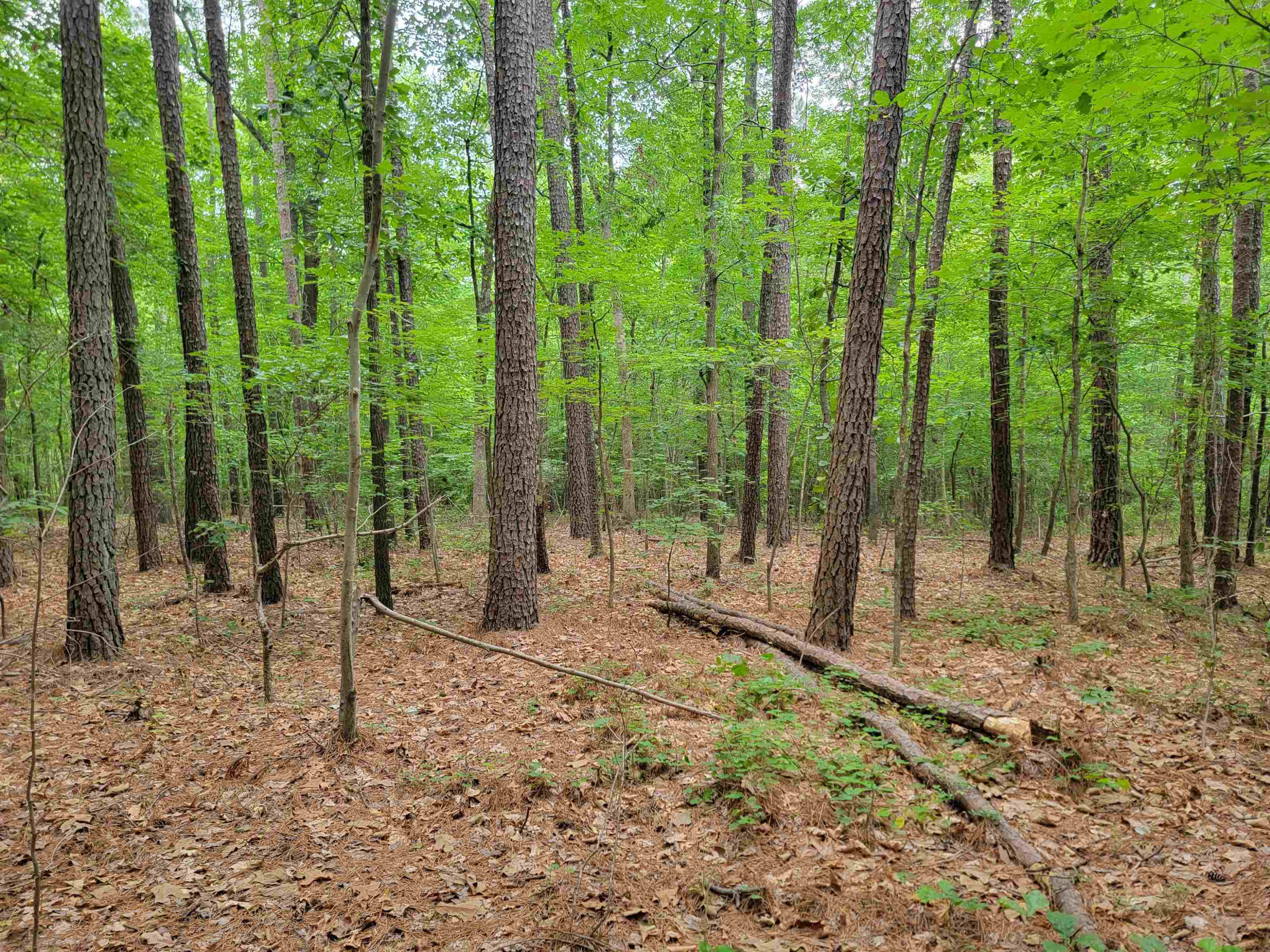 3217 Rowena Avenue Durham, NC 27703 - Photo 6 of 30 a view of a forest with lots of trees